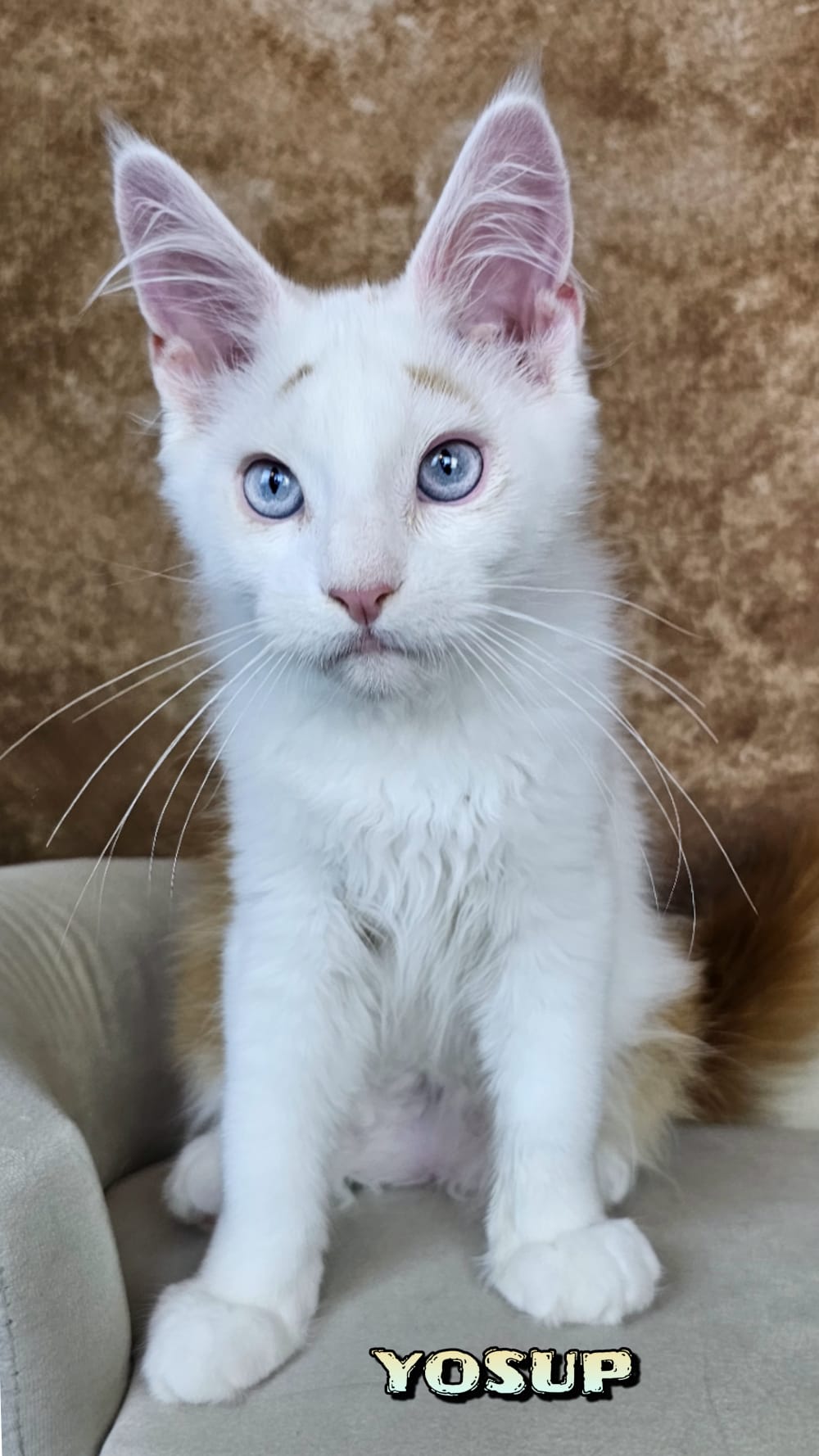 Maine-Coon-Yosup (7)