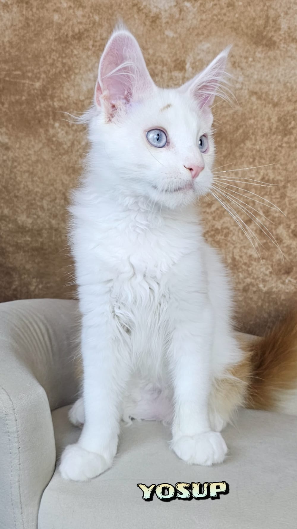 Maine-Coon-Yosup (8)