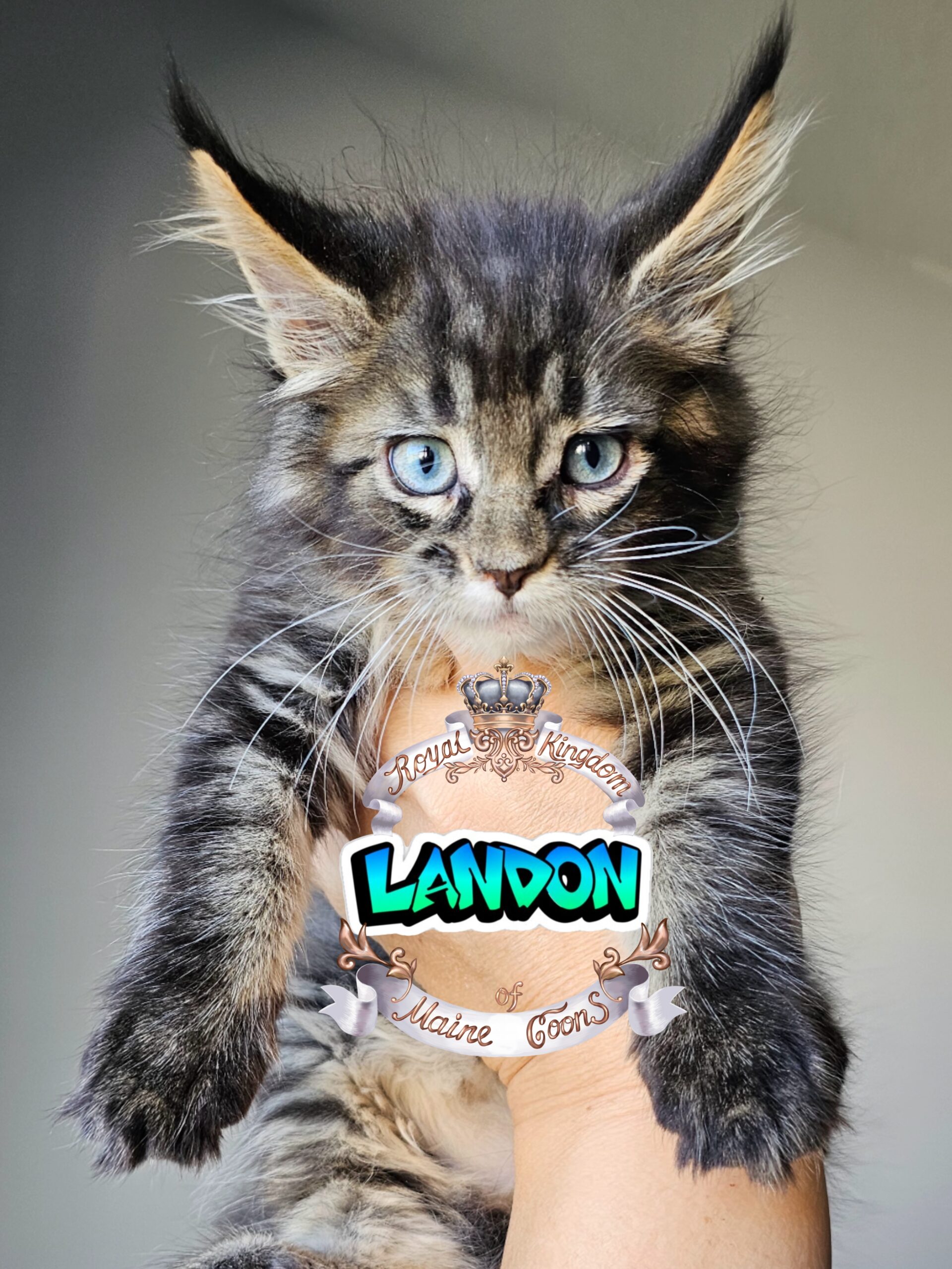 photocollage_2024102119436468