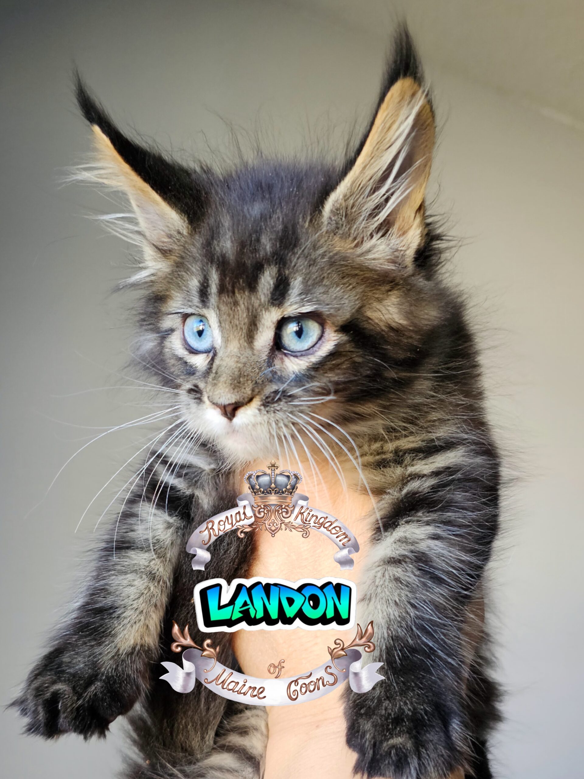 photocollage_2024102119504463