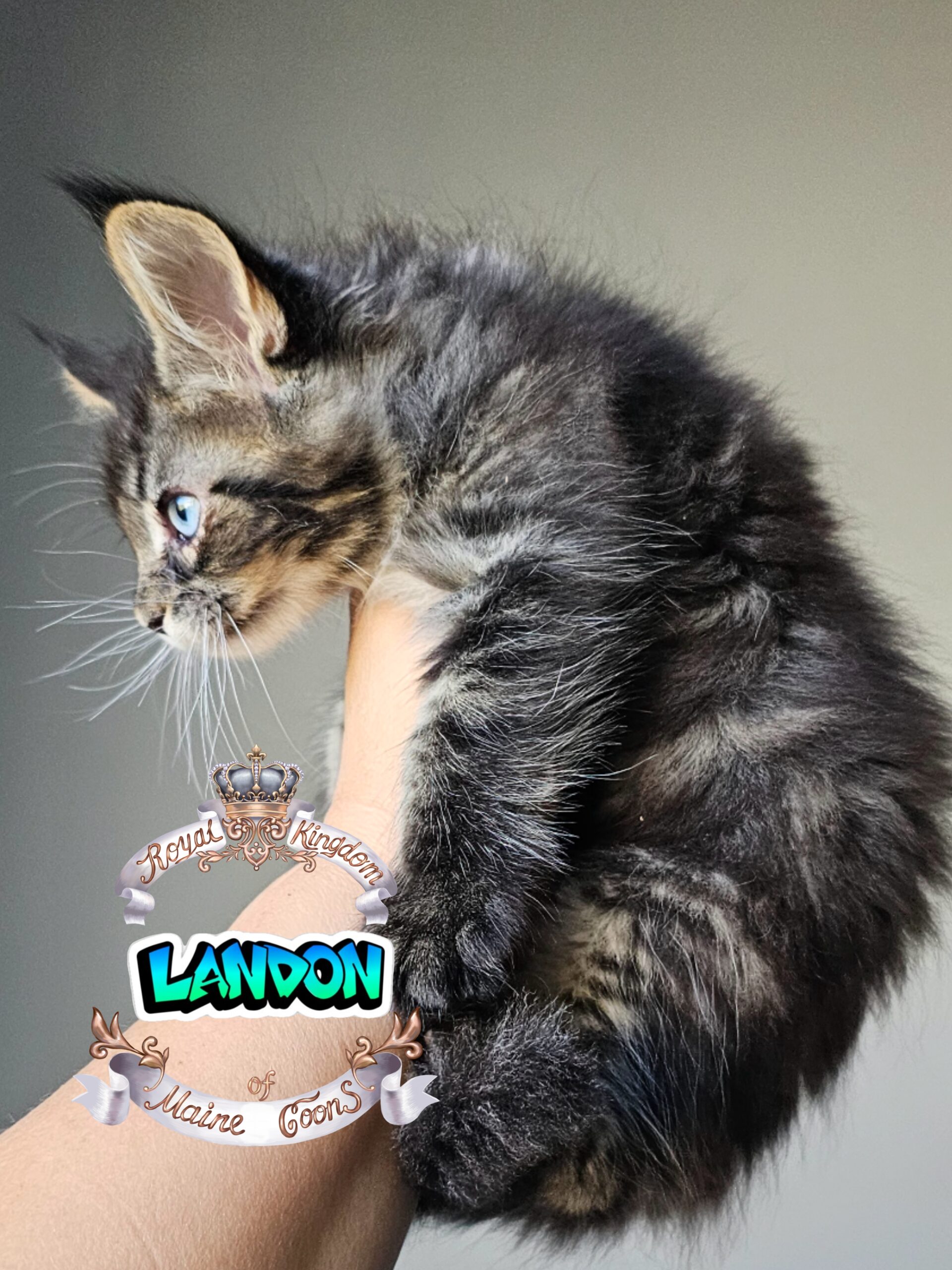 photocollage_20241021195129424