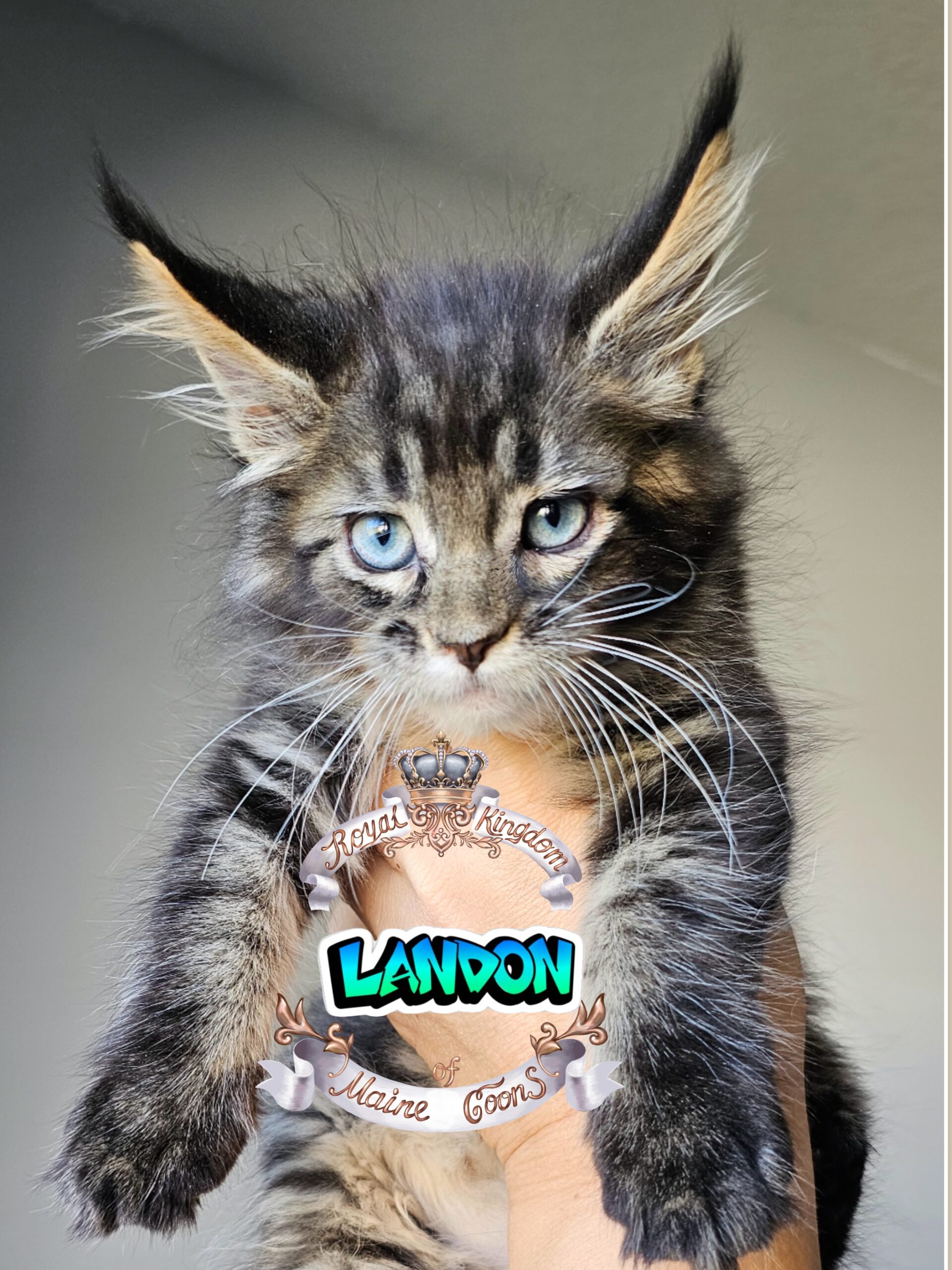 photocollage_20241021195551664