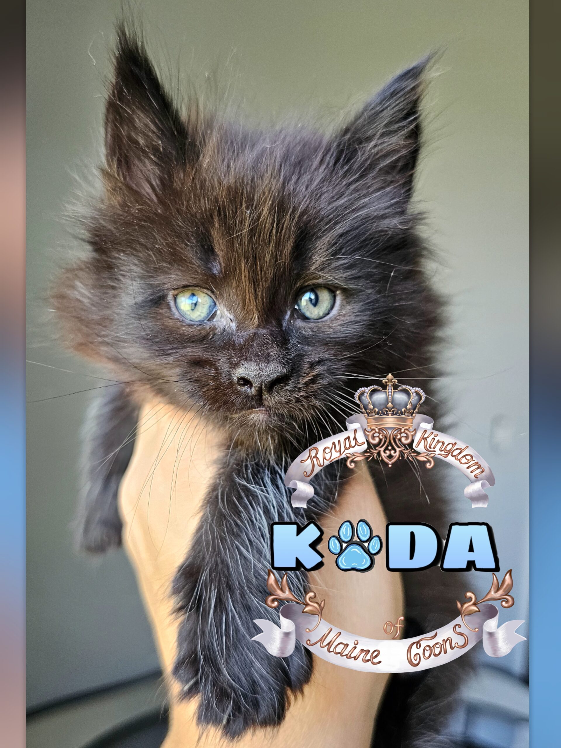 photocollage_2024821123114684