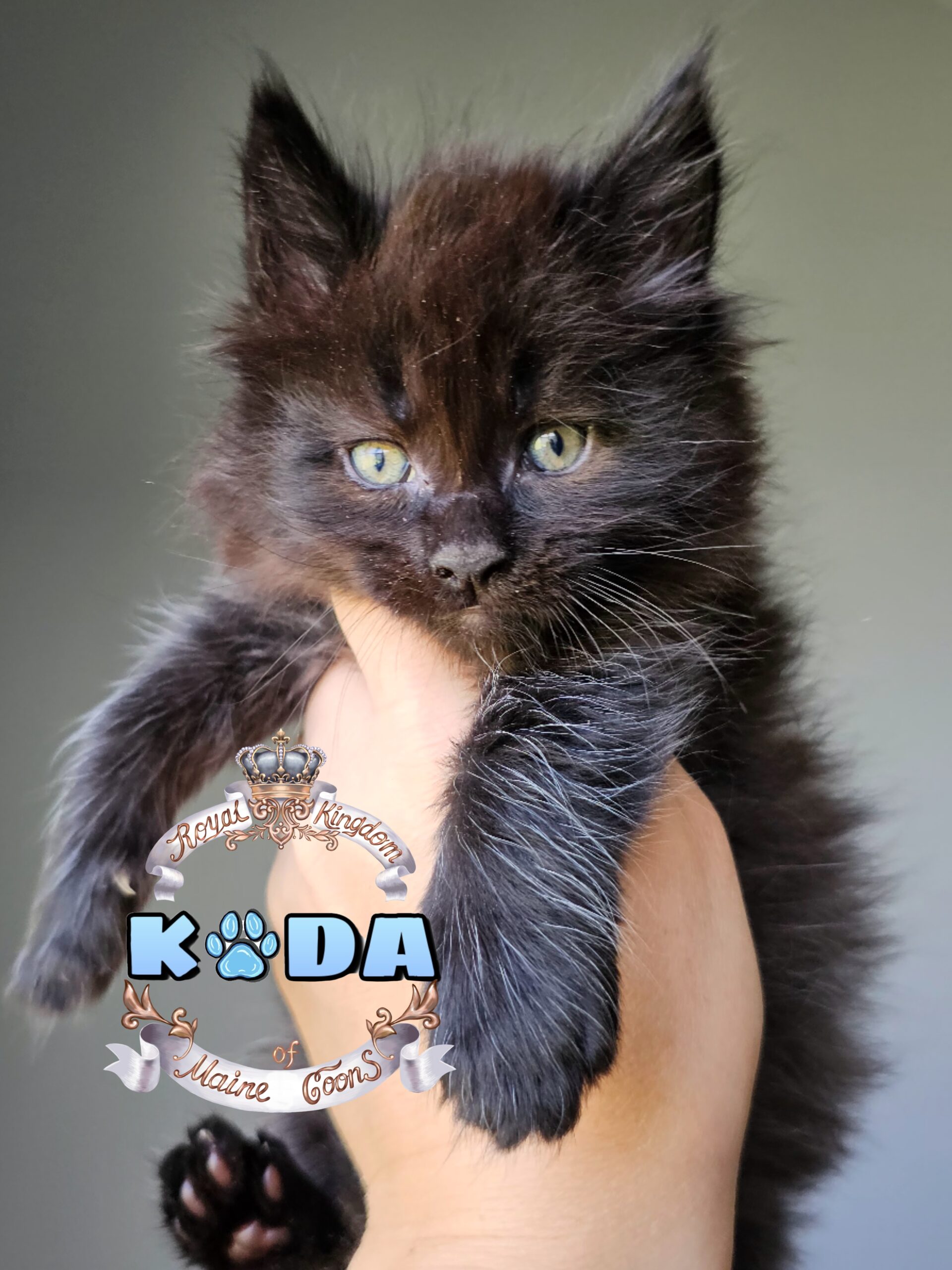 photocollage_2024821123149455