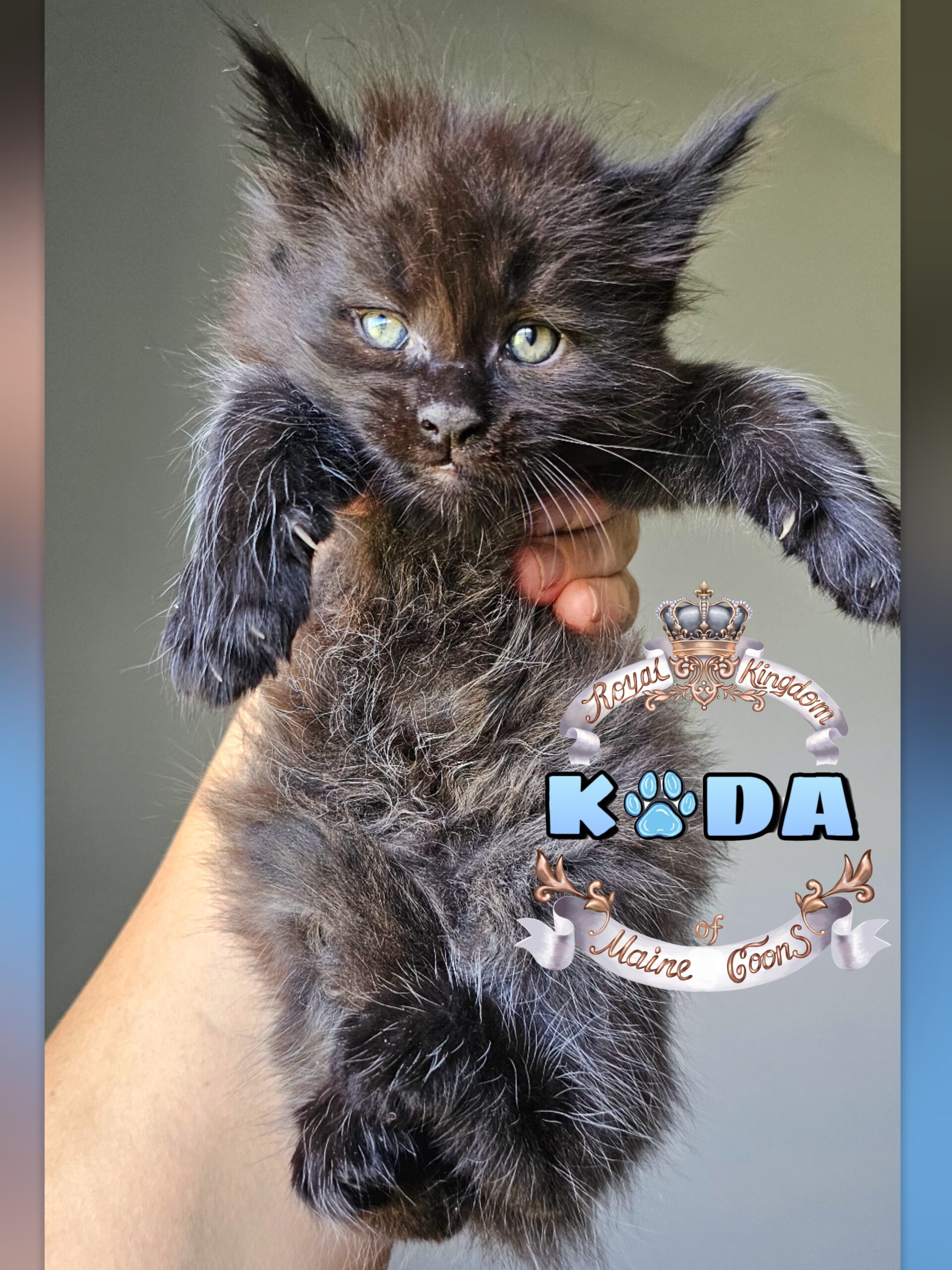 photocollage_2024821123246748