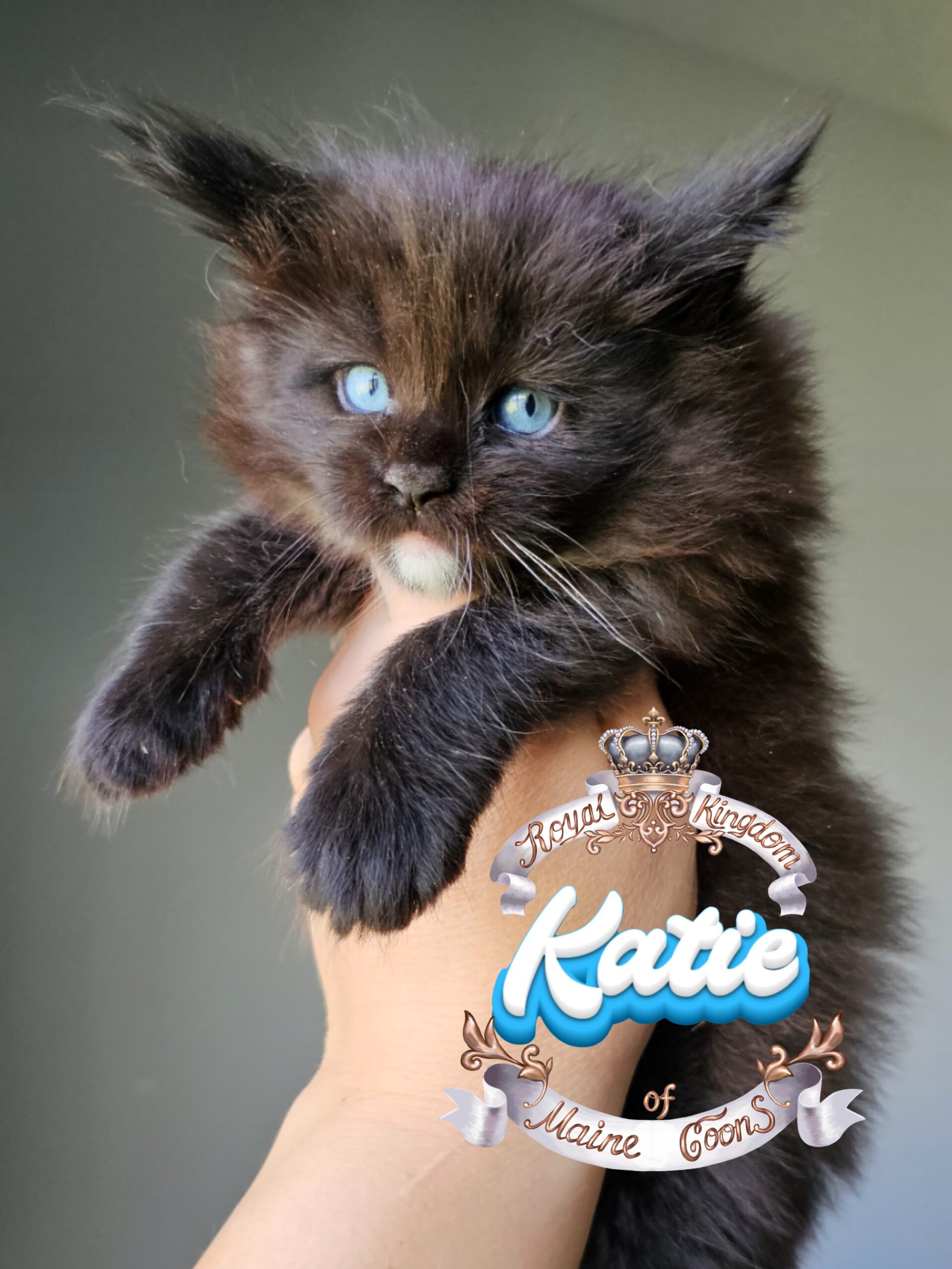 photocollage_202482112390279