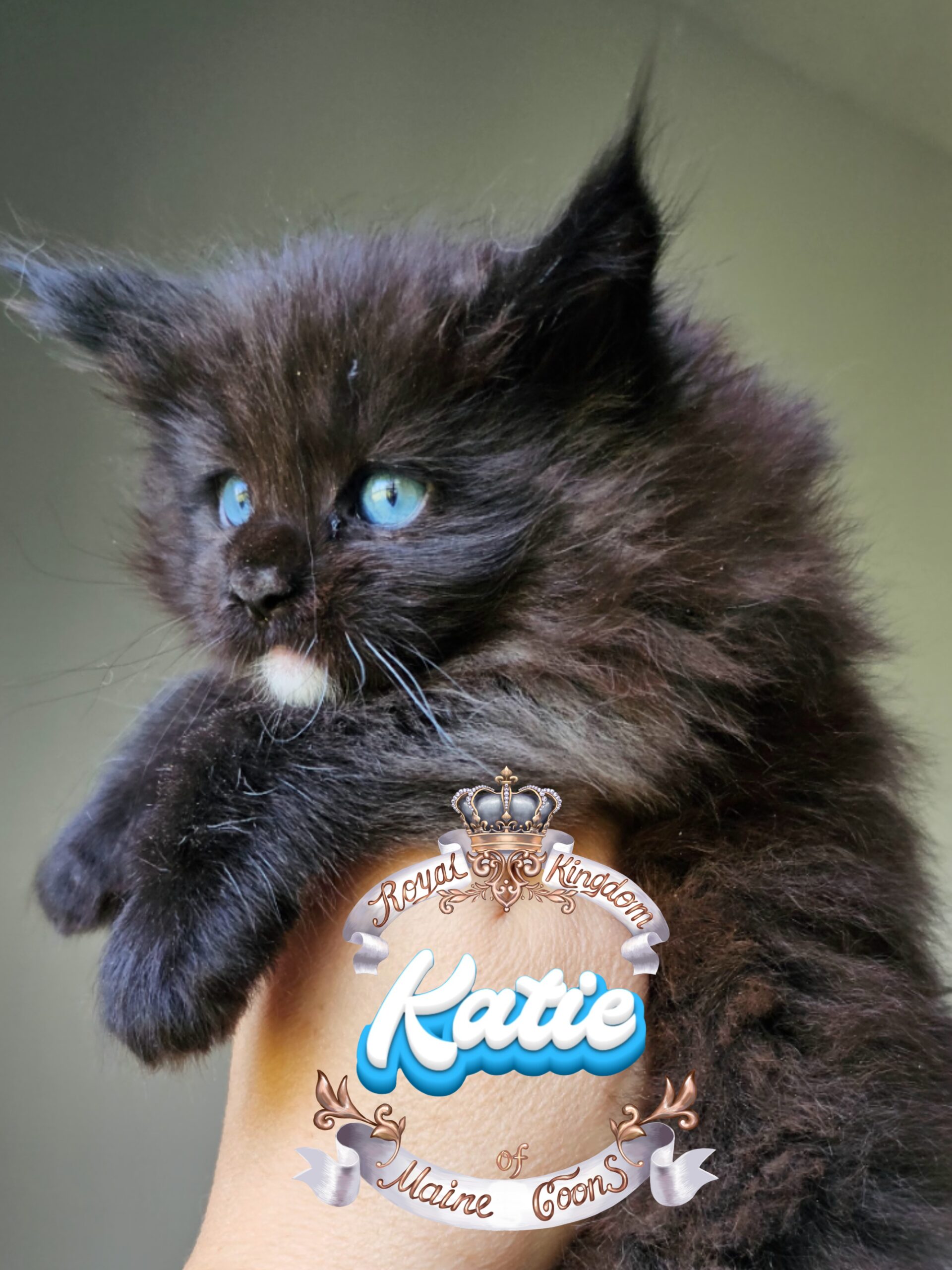 photocollage_2024821123936390