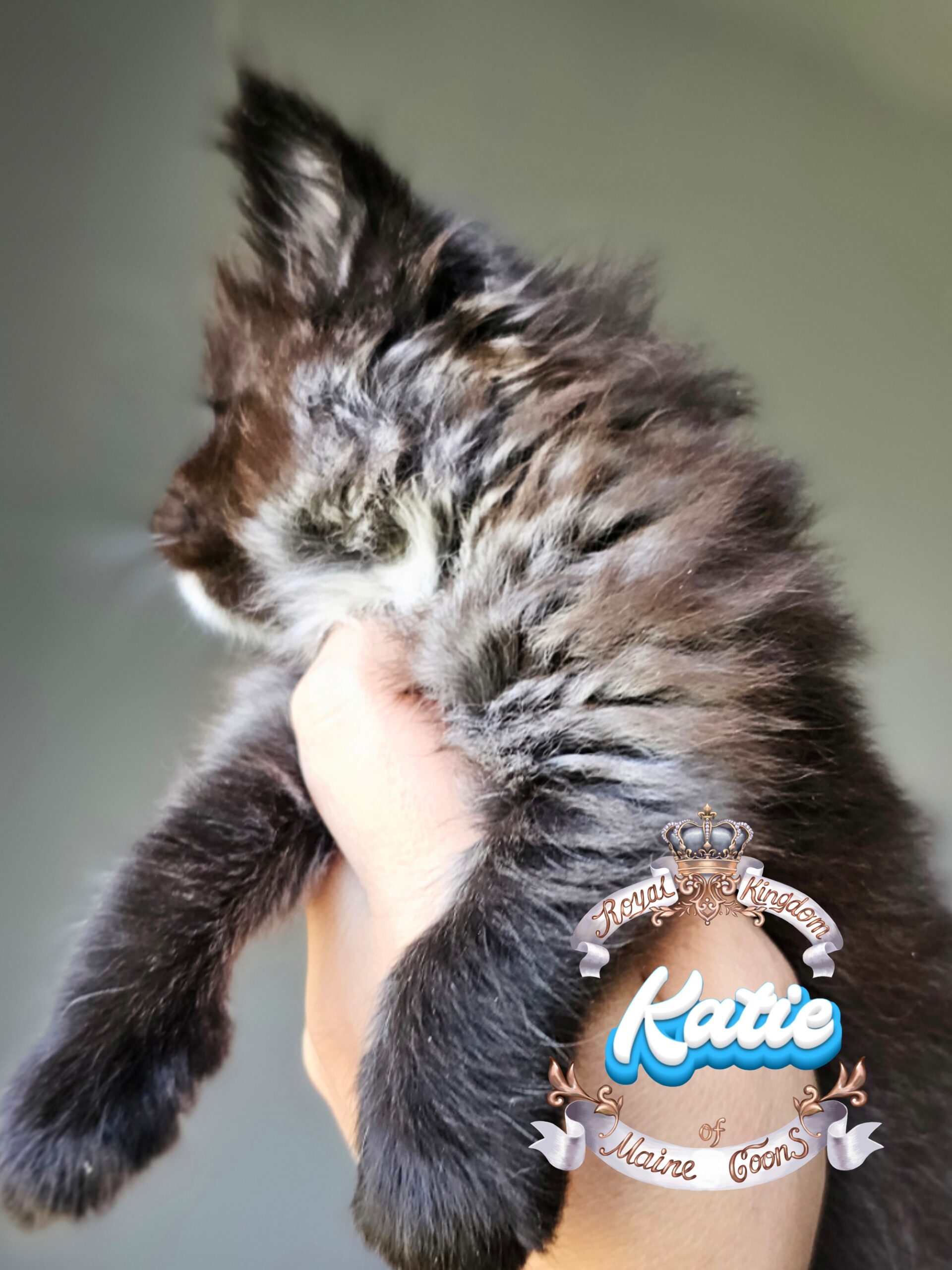 photocollage_202482112413296