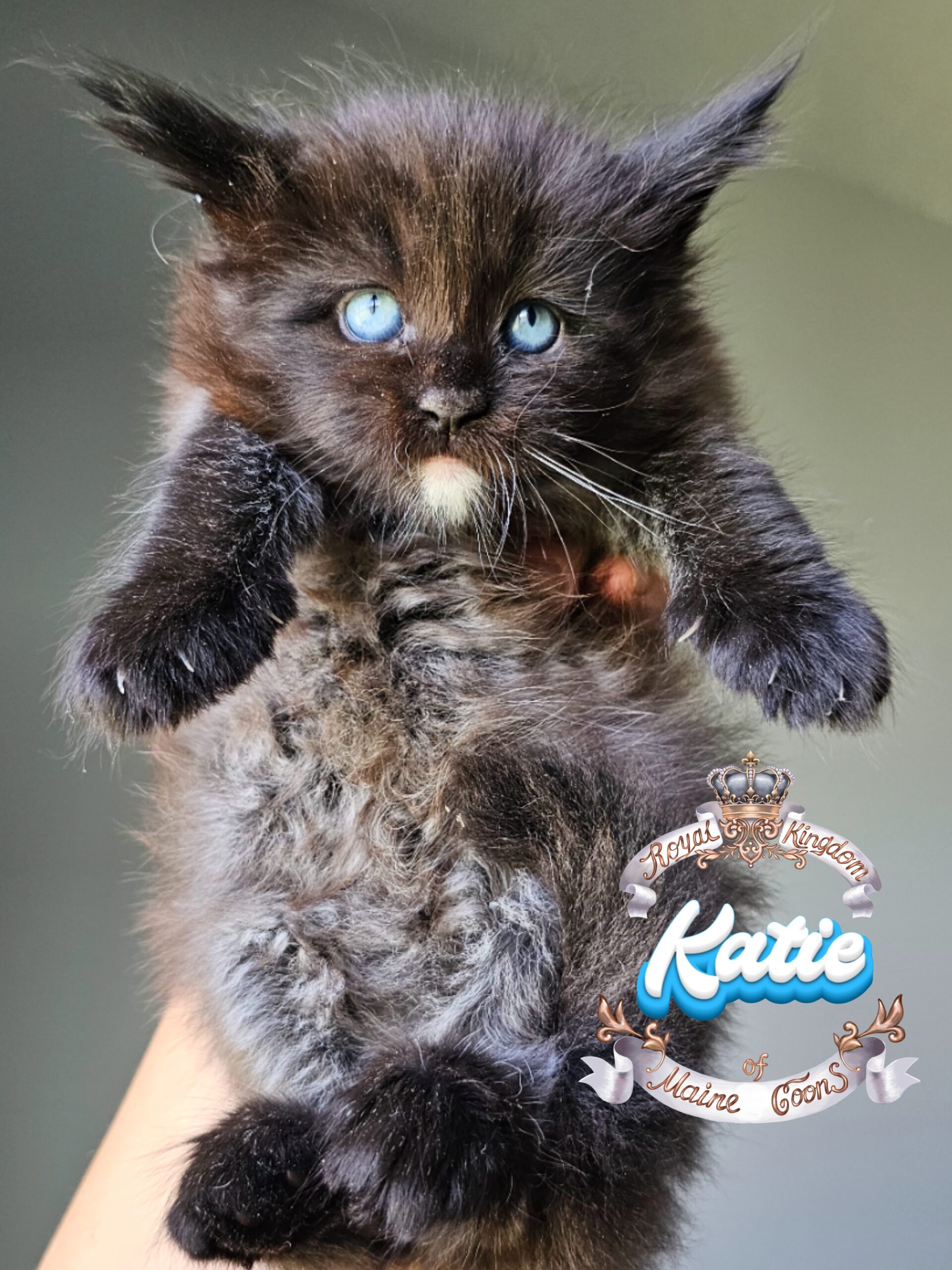 photocollage_2024821124225564