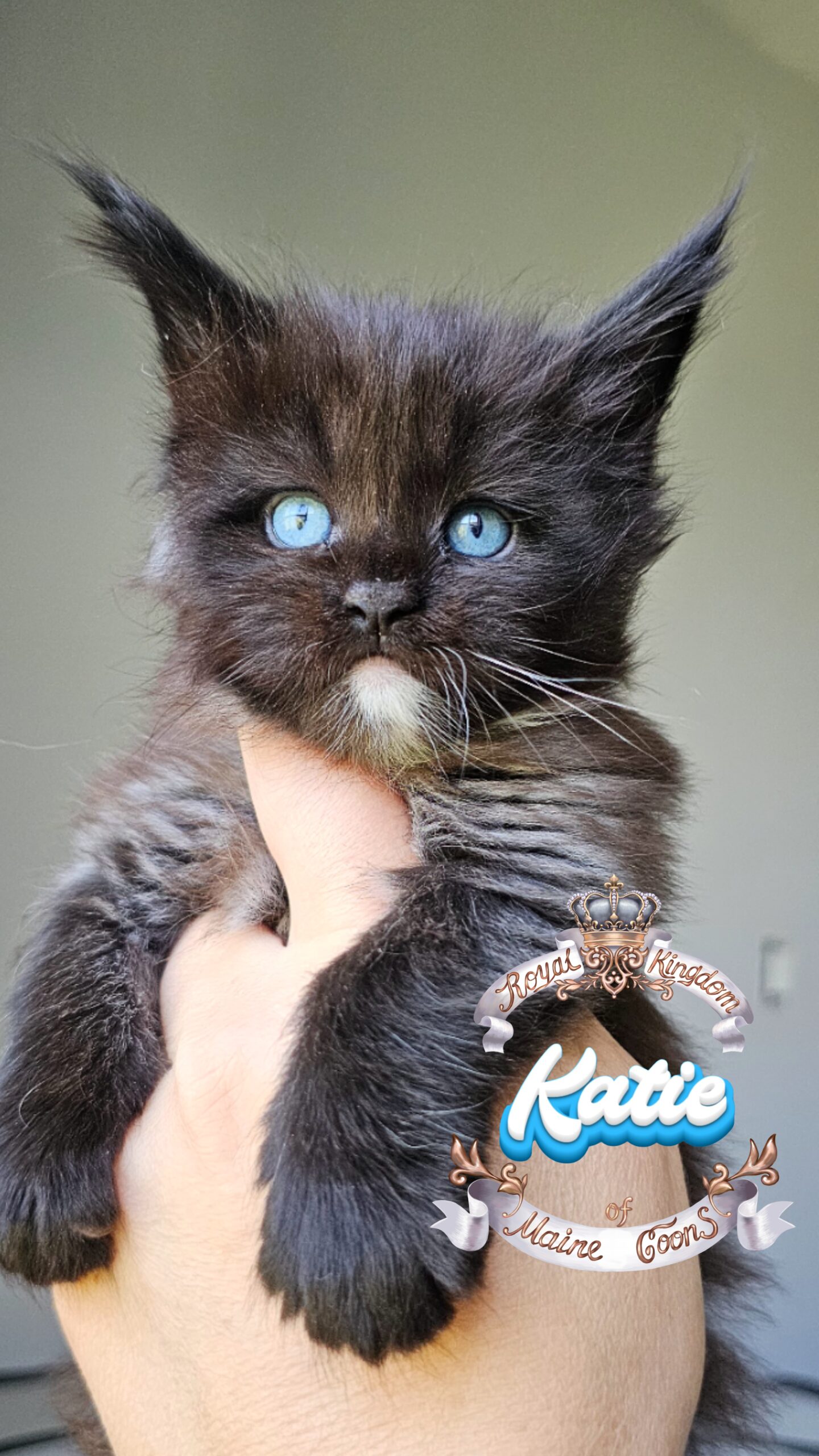 photocollage_202482112438766