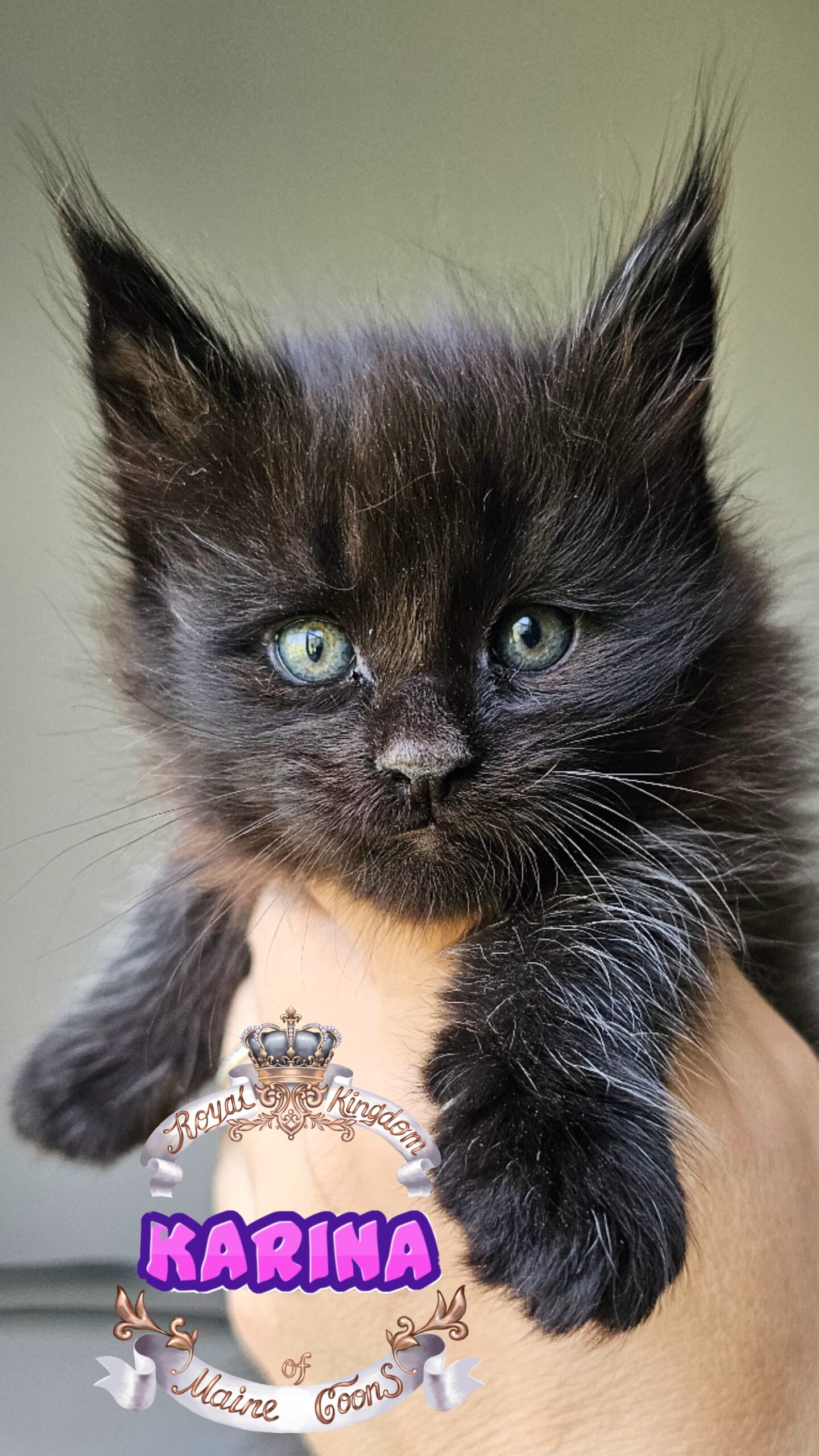 photocollage_202482112463517