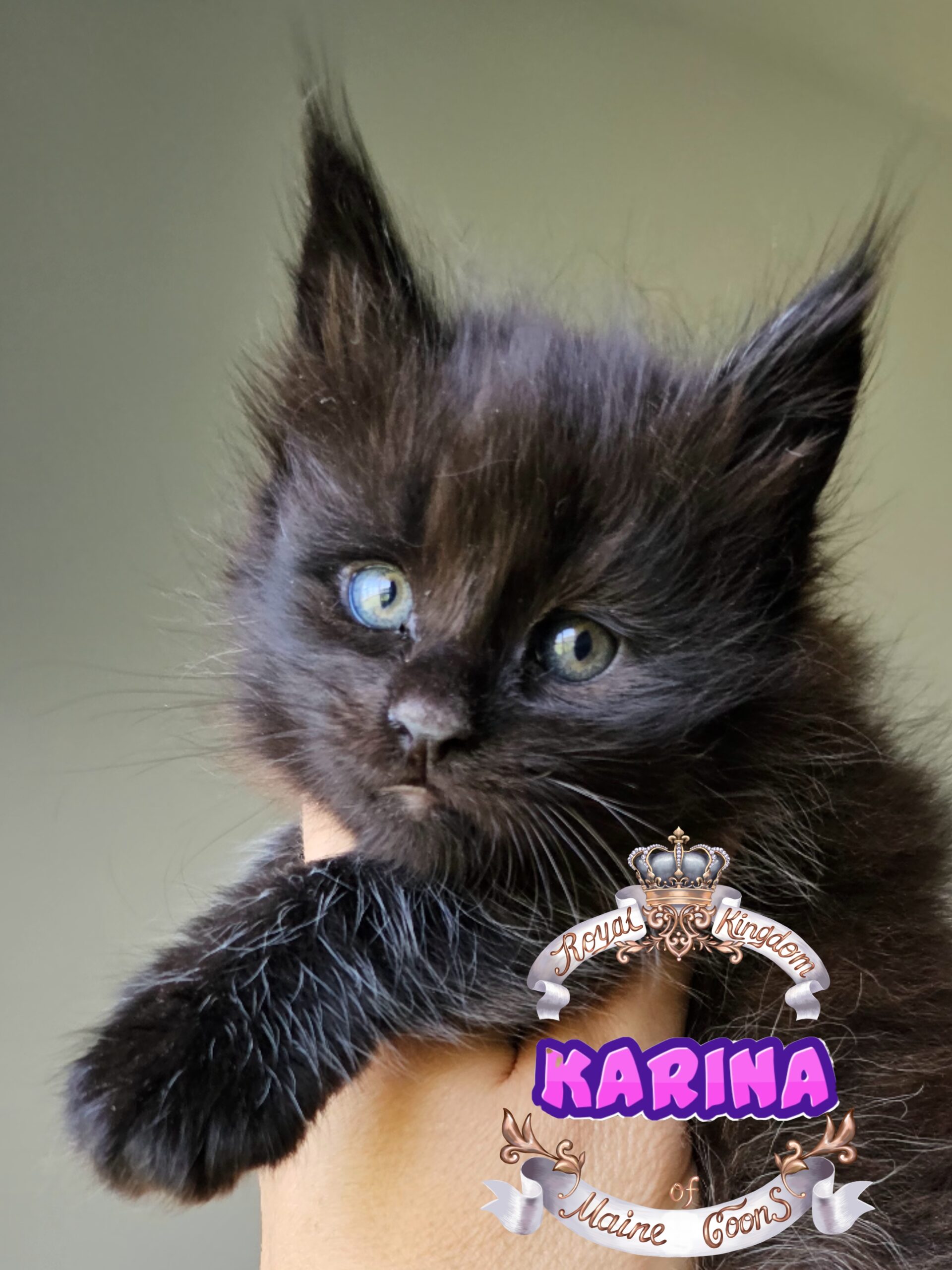 photocollage_2024821124643762