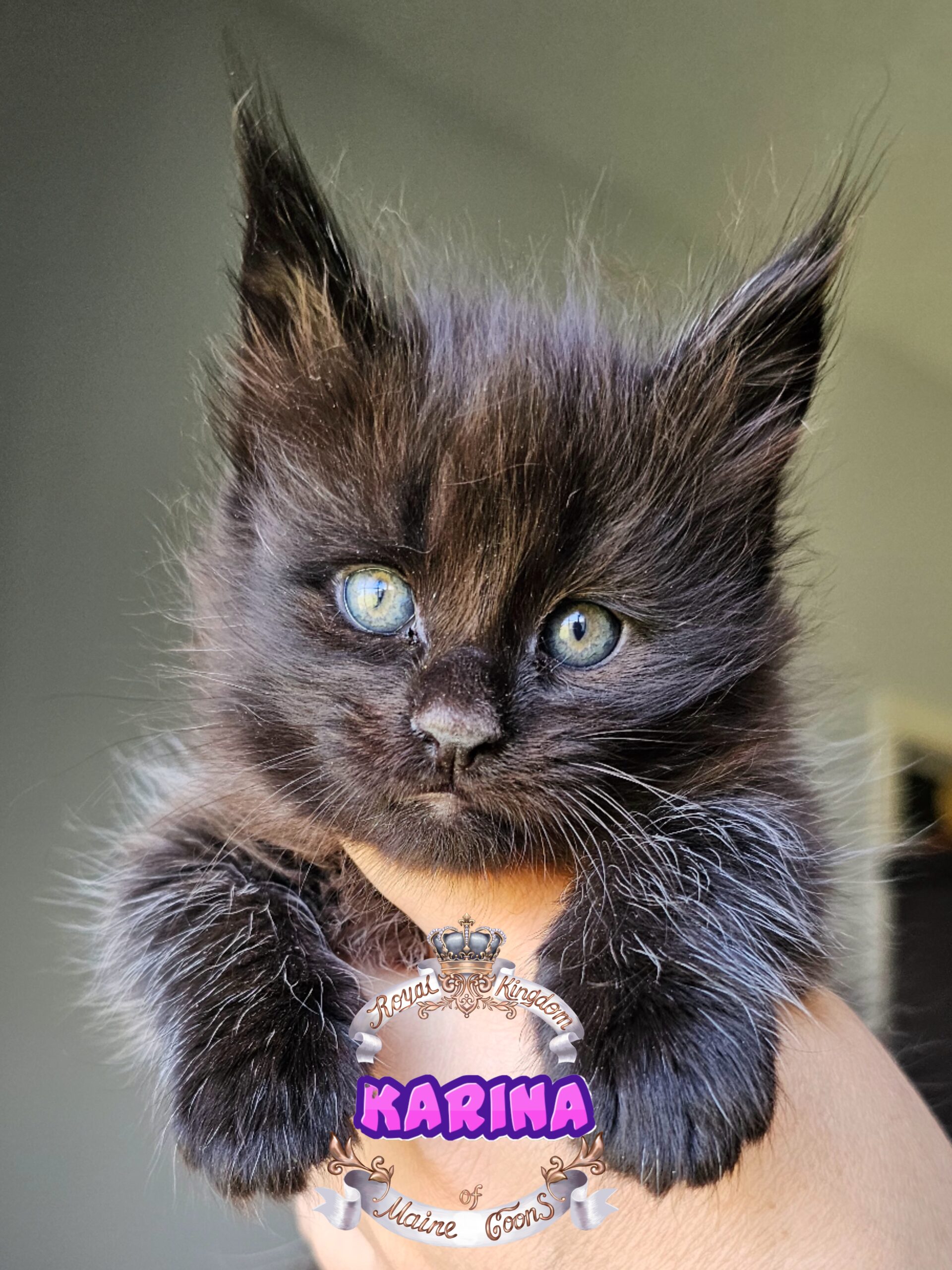 photocollage_2024821124722929