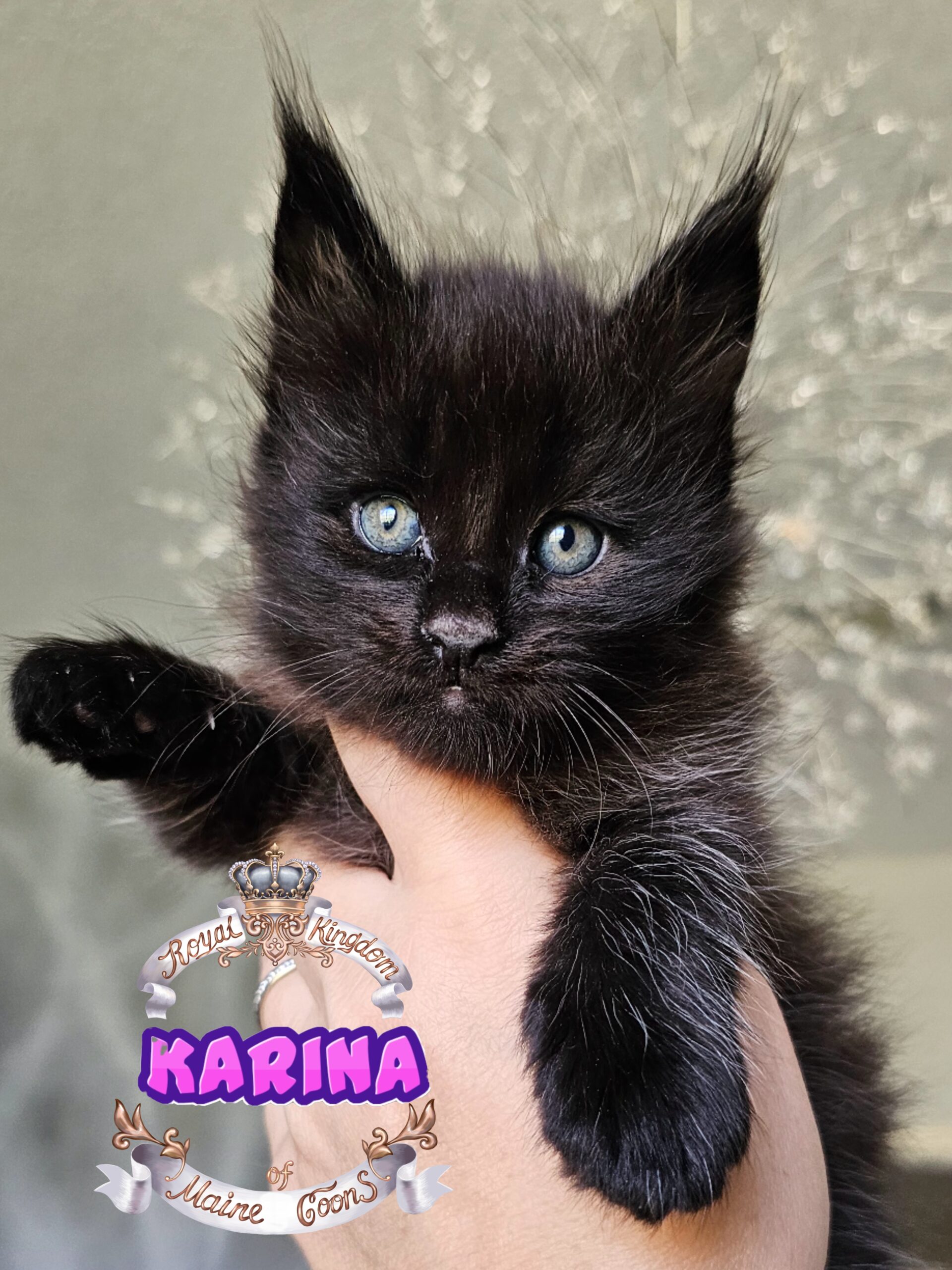 photocollage_2024821124756917