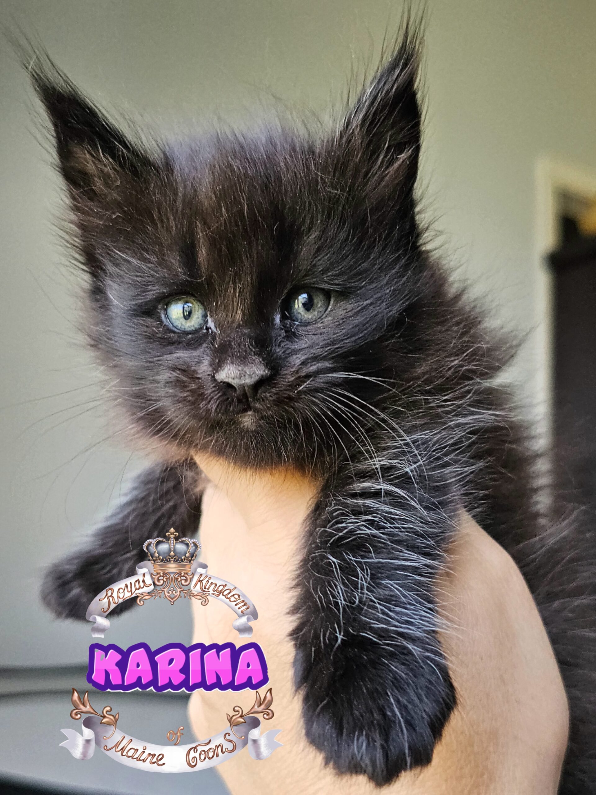 photocollage_2024821124819160