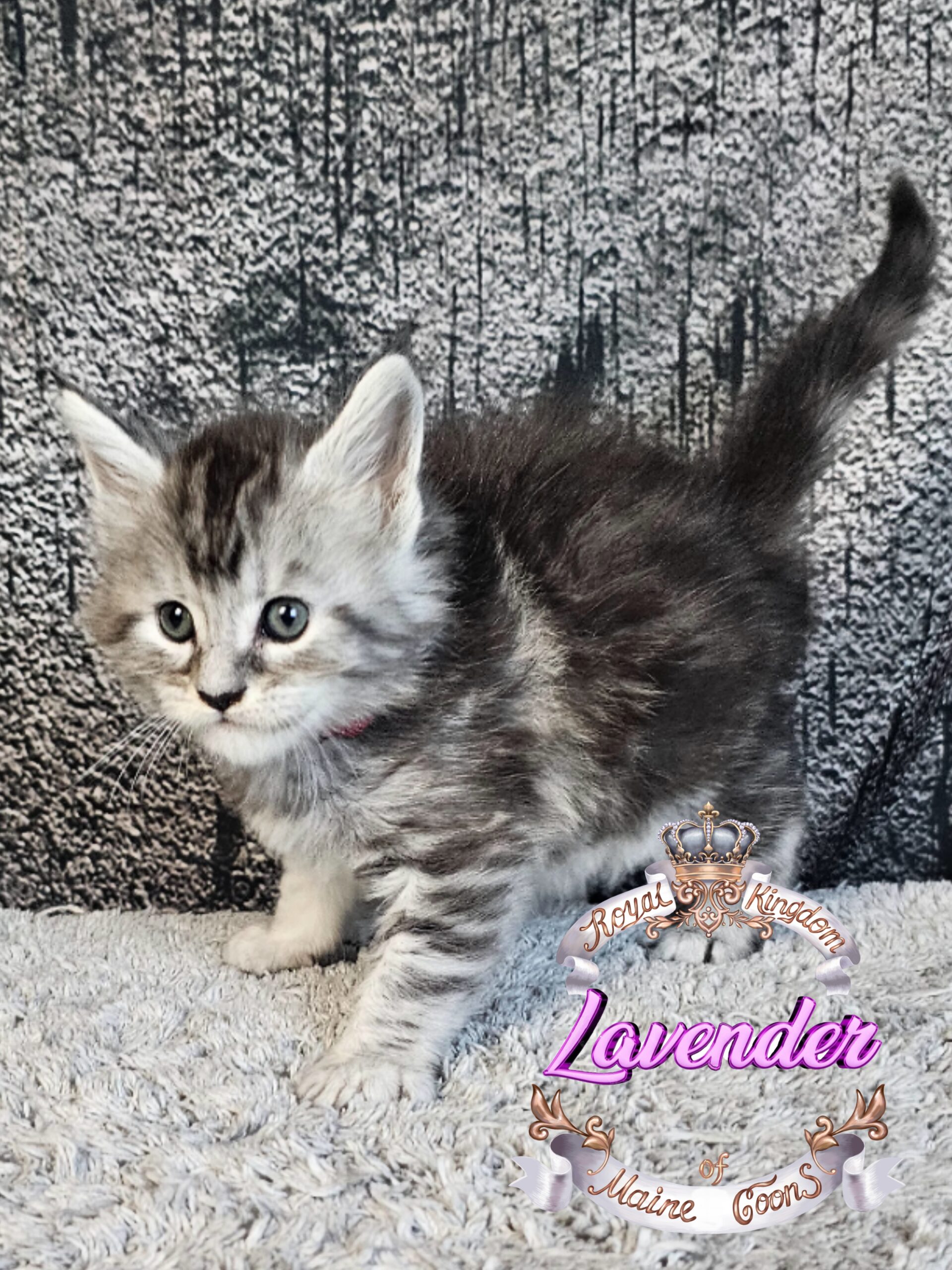 photocollage_2024924185313408