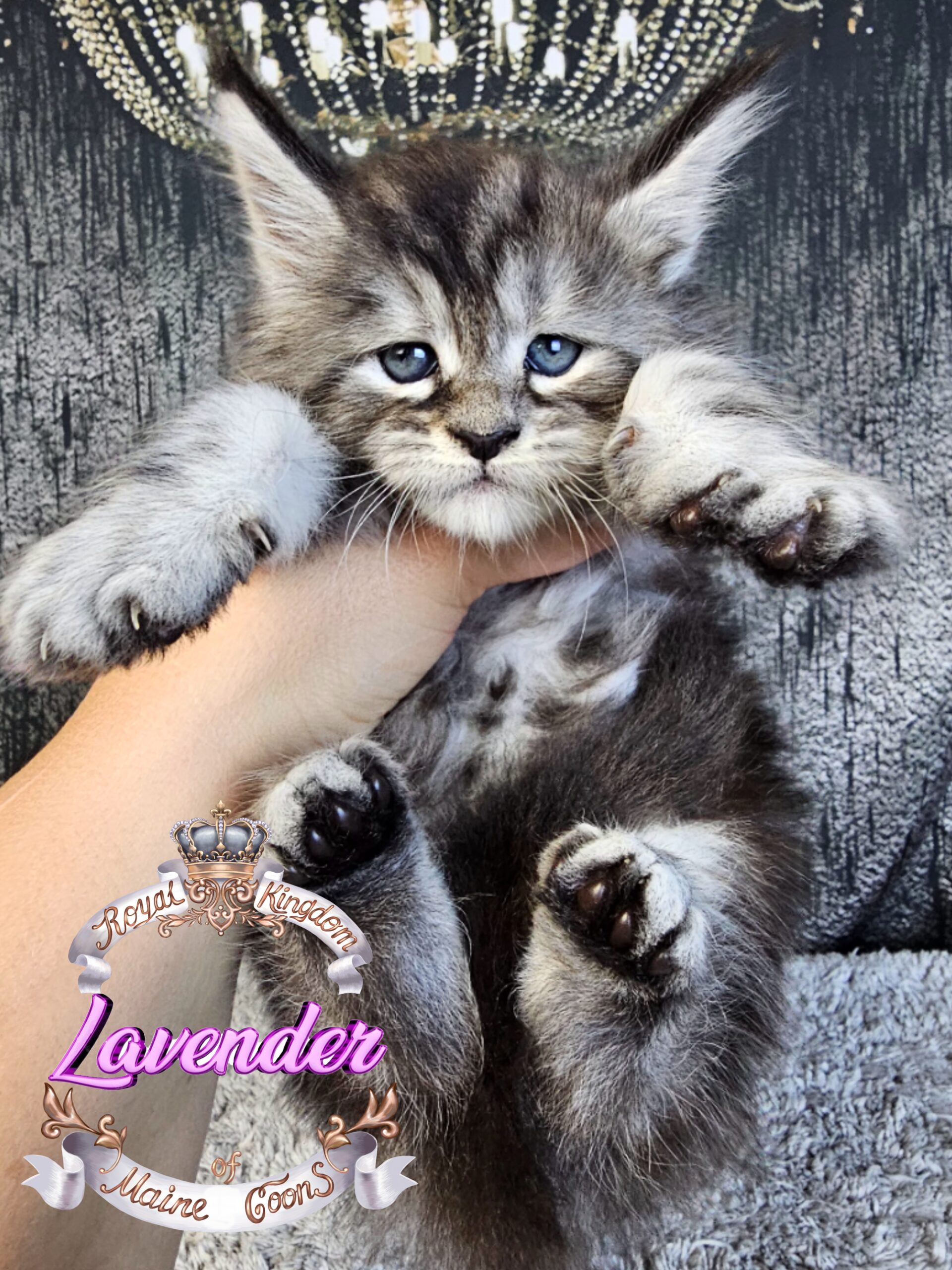 photocollage_2024924185342226