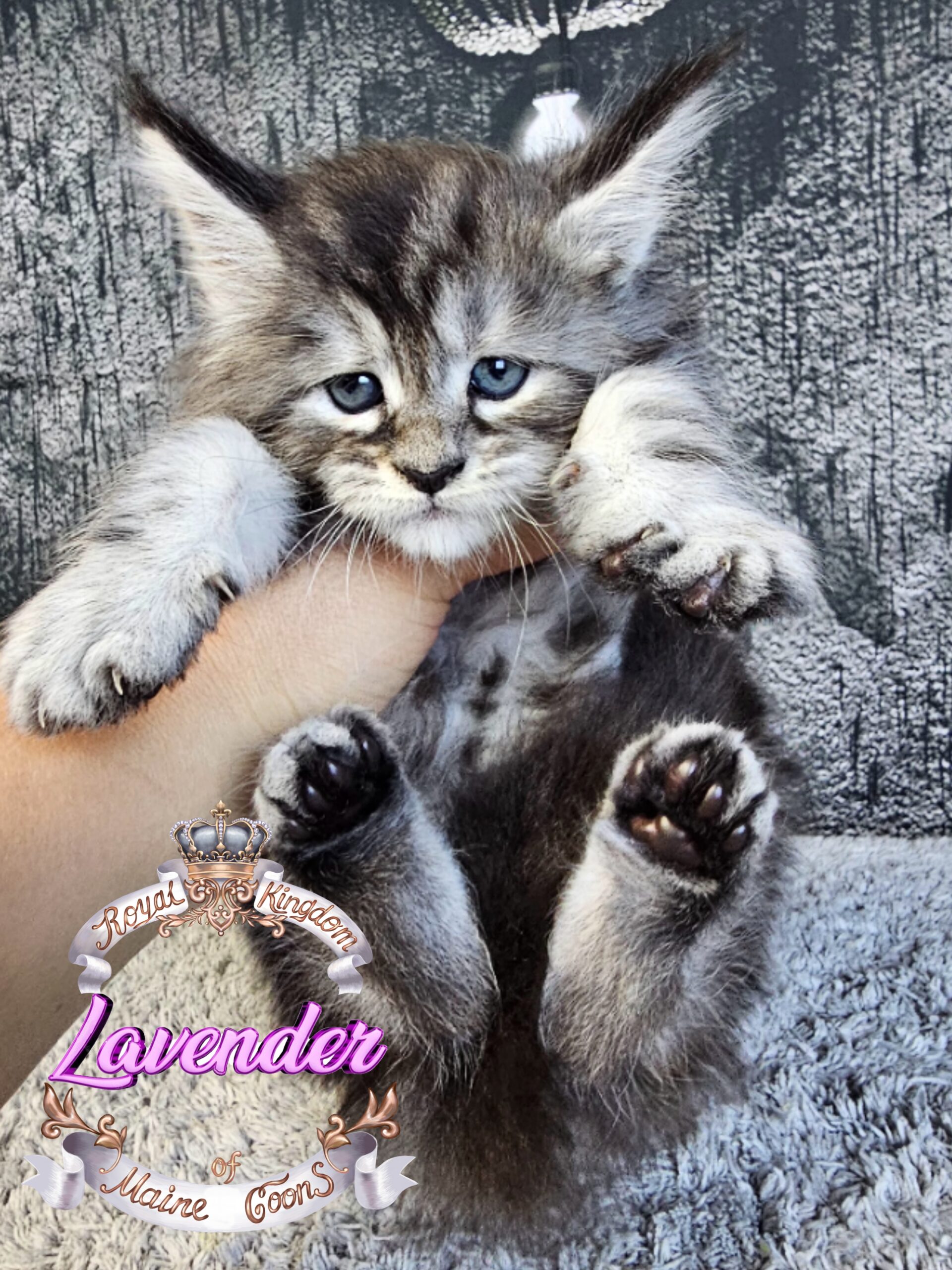 photocollage_2024924185356997