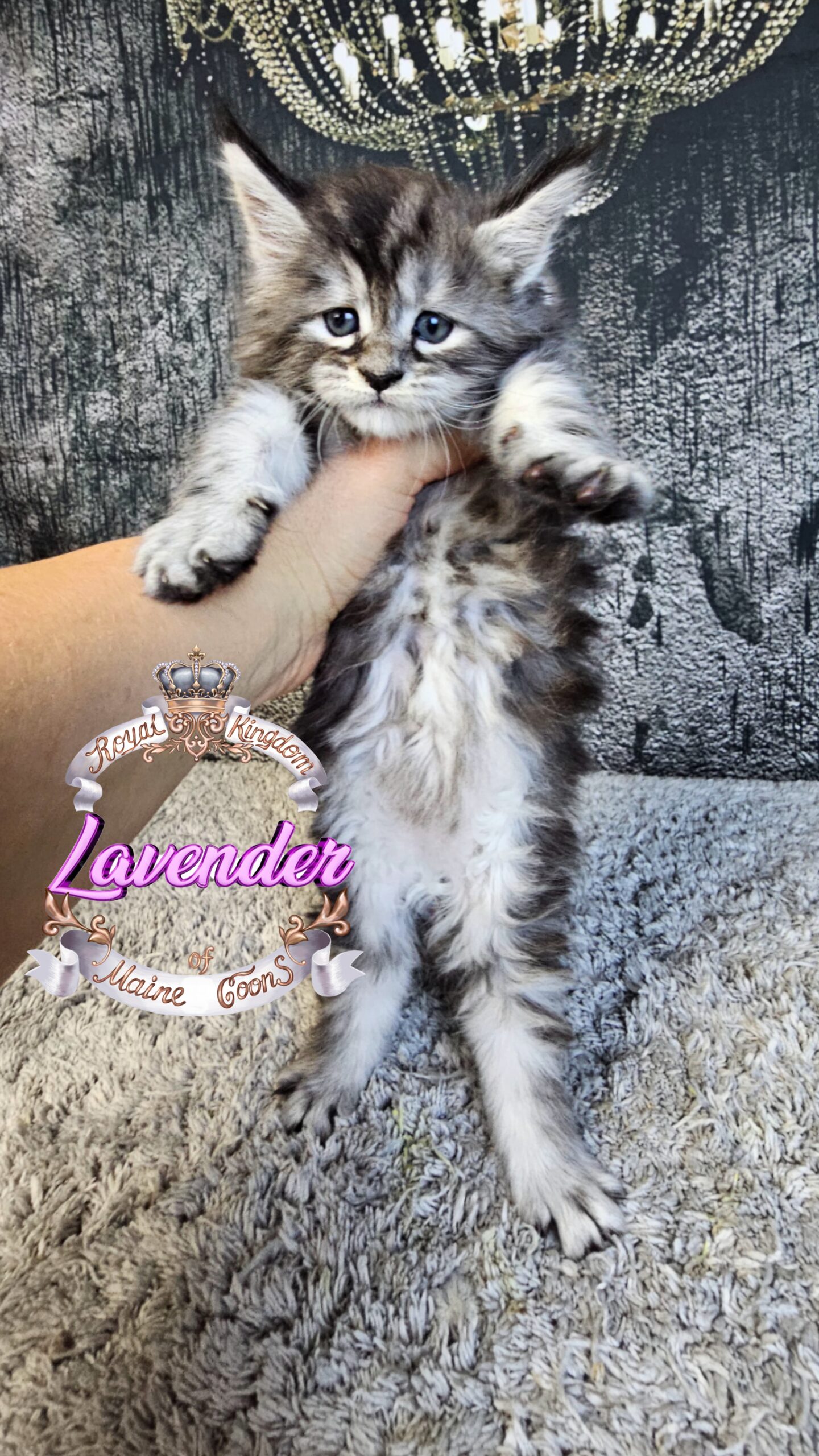 photocollage_2024924185459178