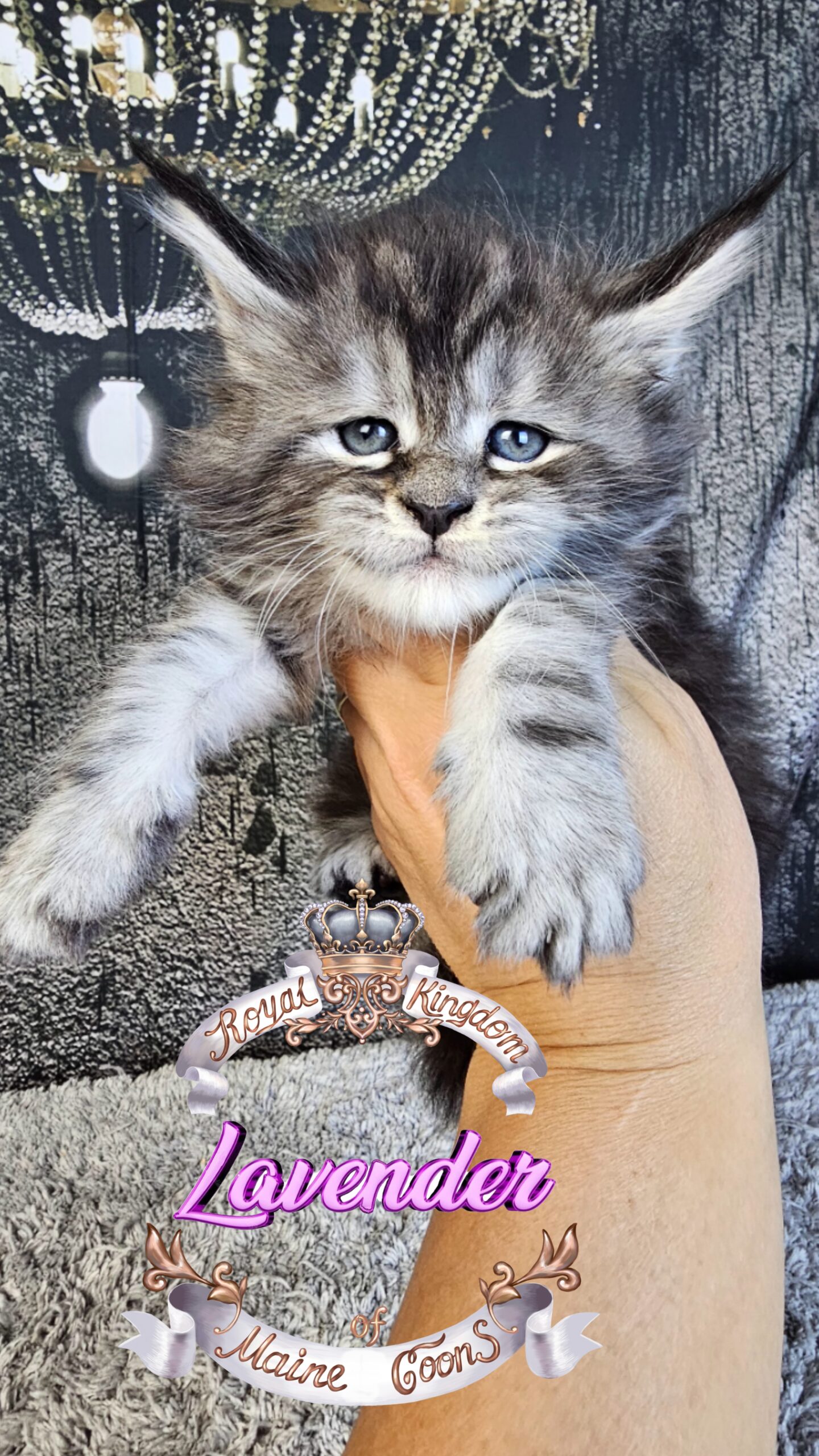 photocollage_2024924185628140