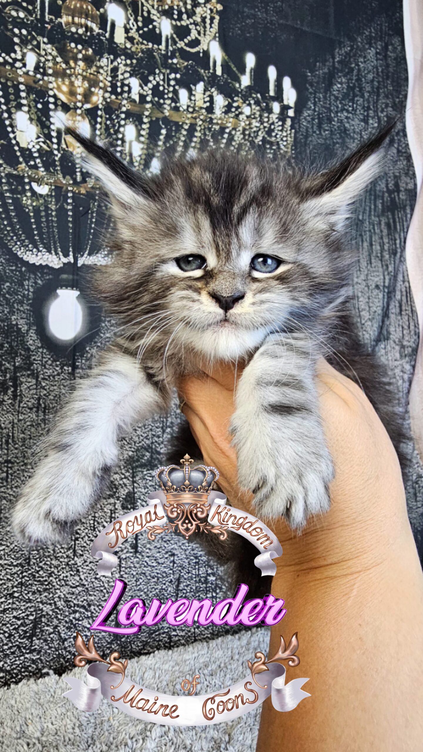 photocollage_202492418569935