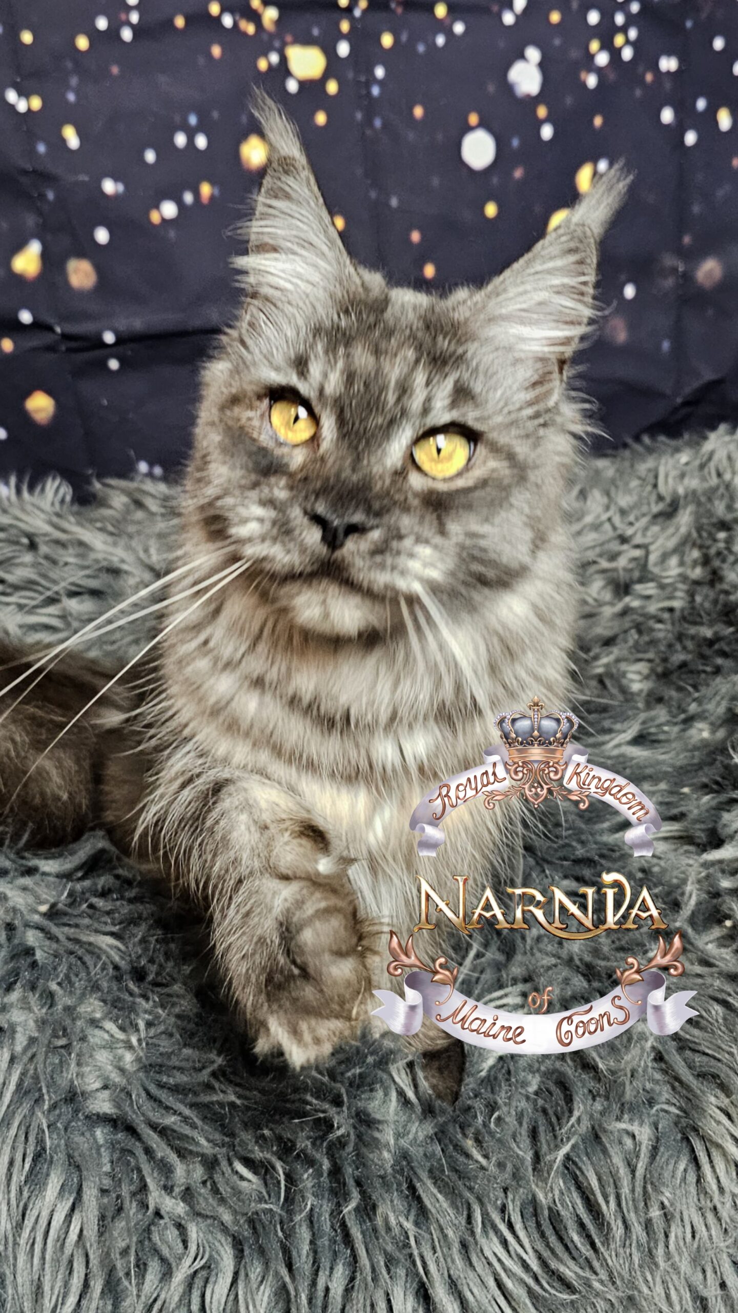 photocollage_202612023434010