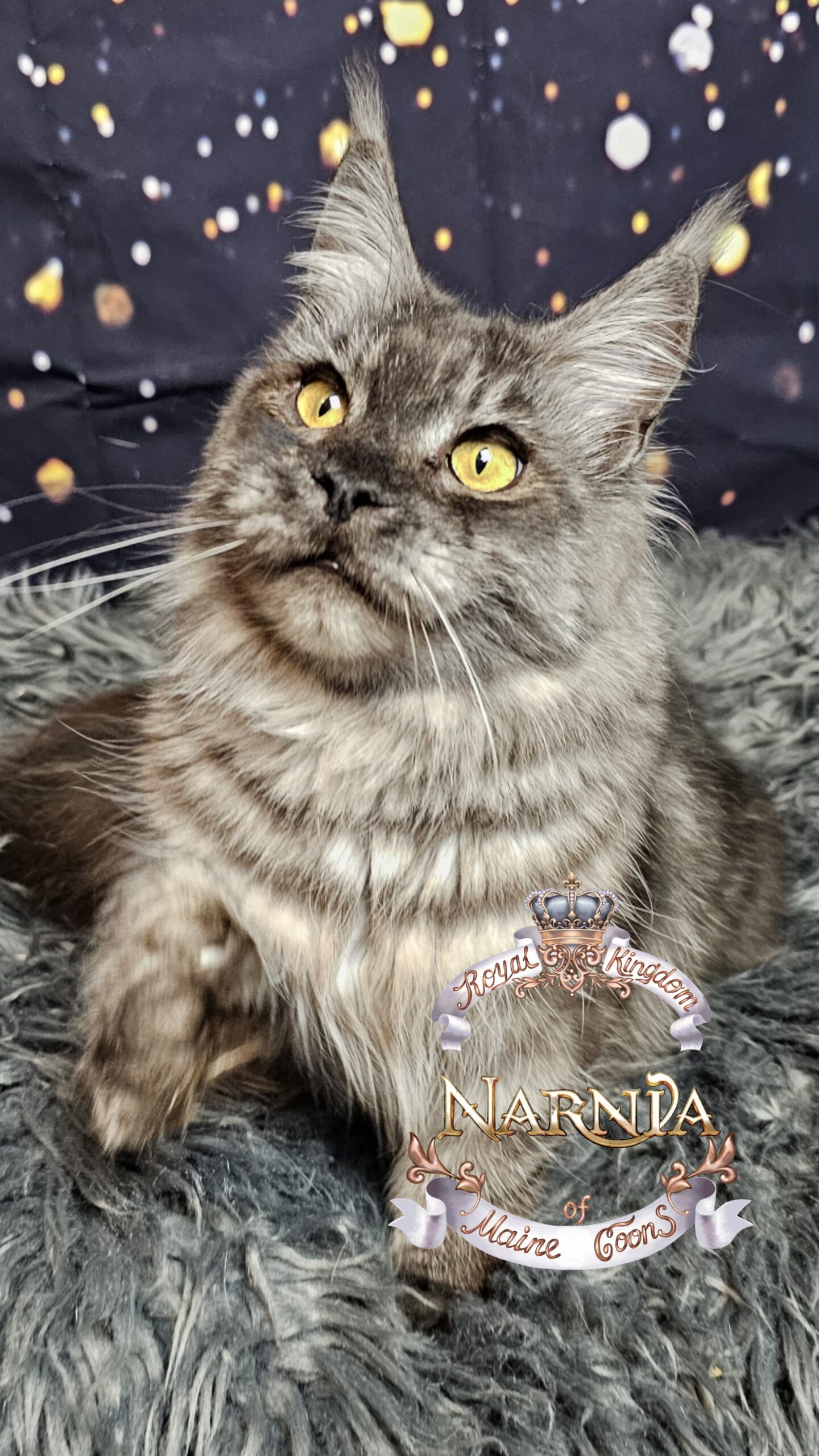 photocollage_2026120234523648