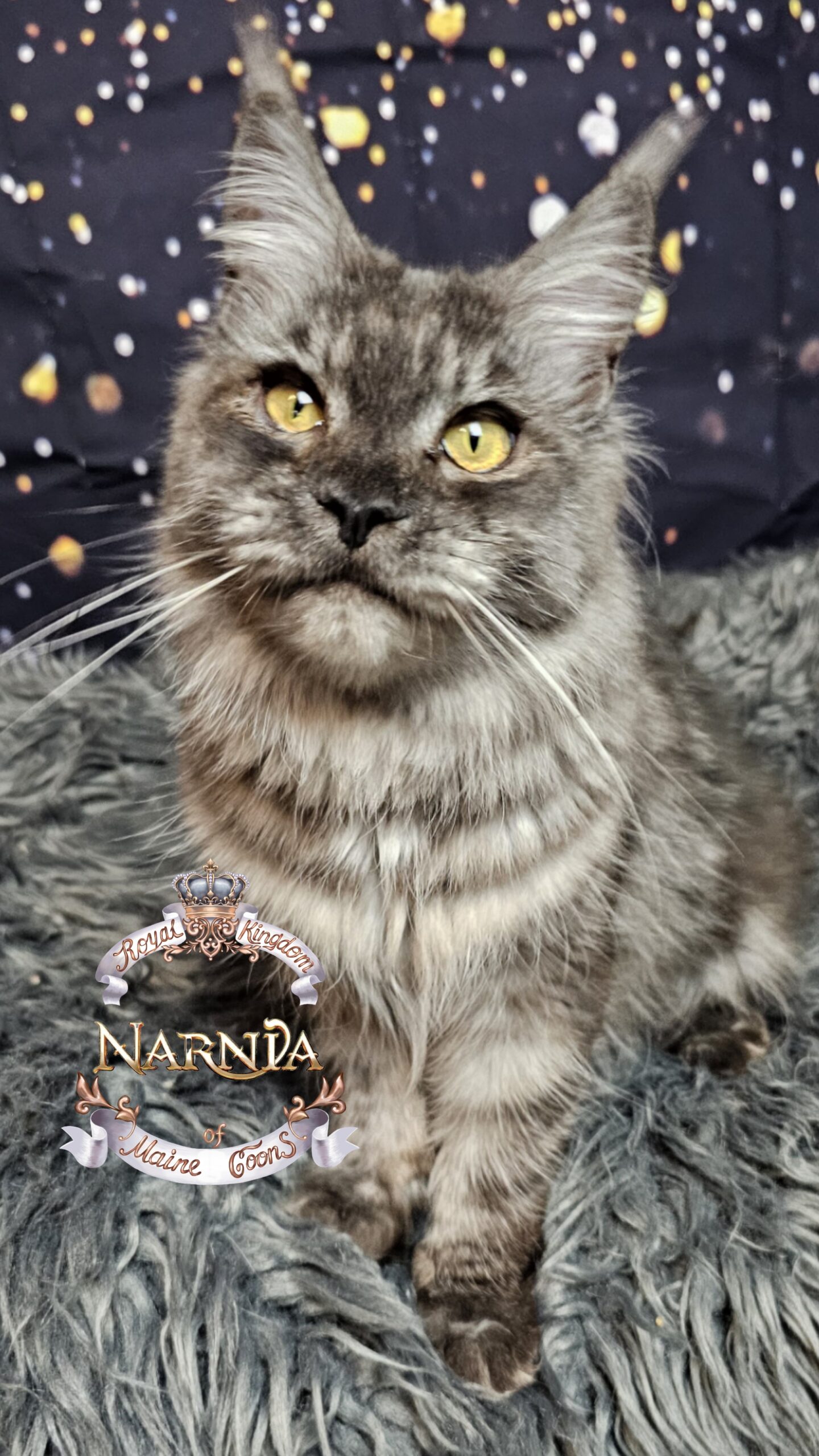 photocollage_202612023482292