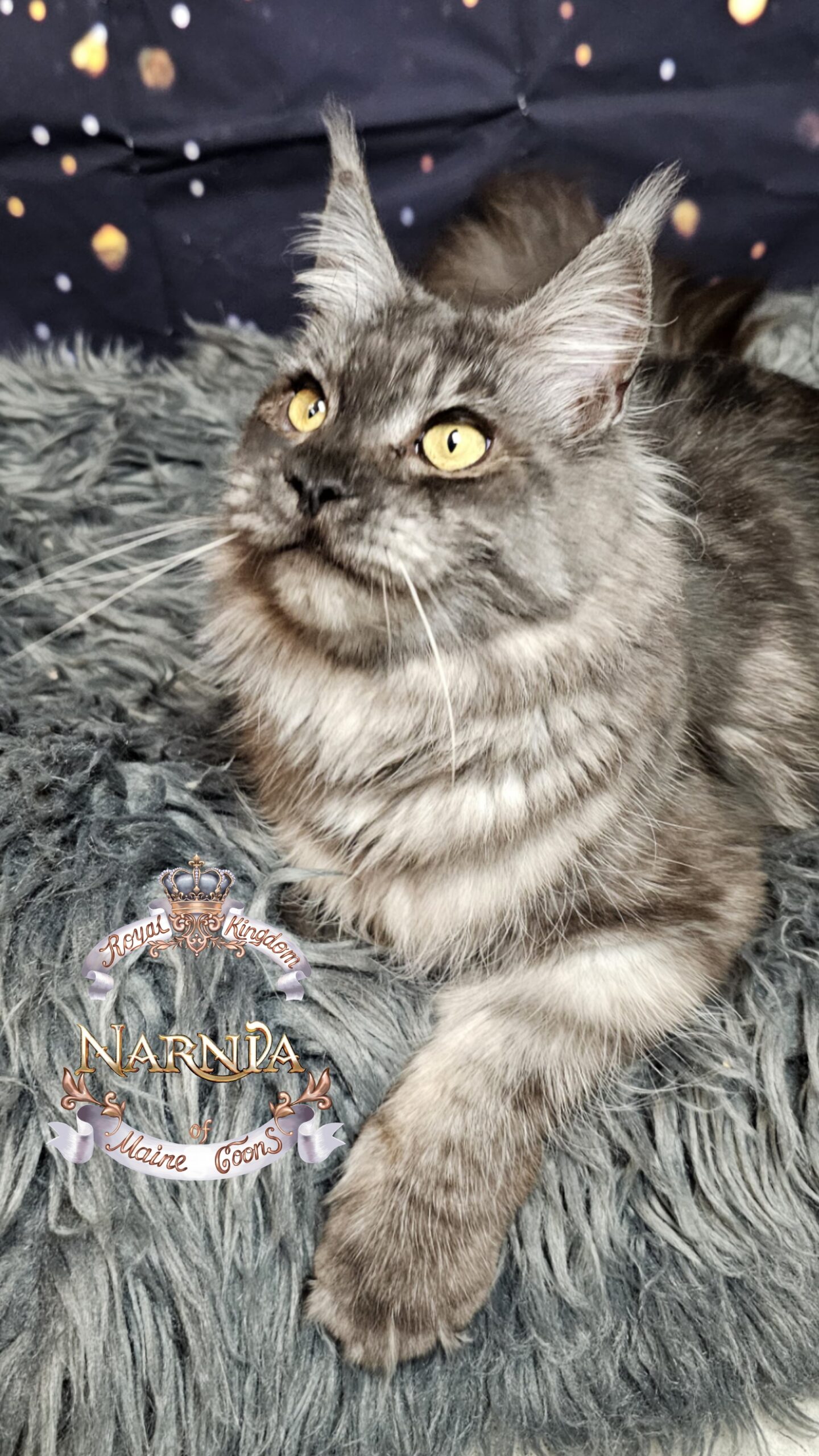 photocollage_2026120234939763