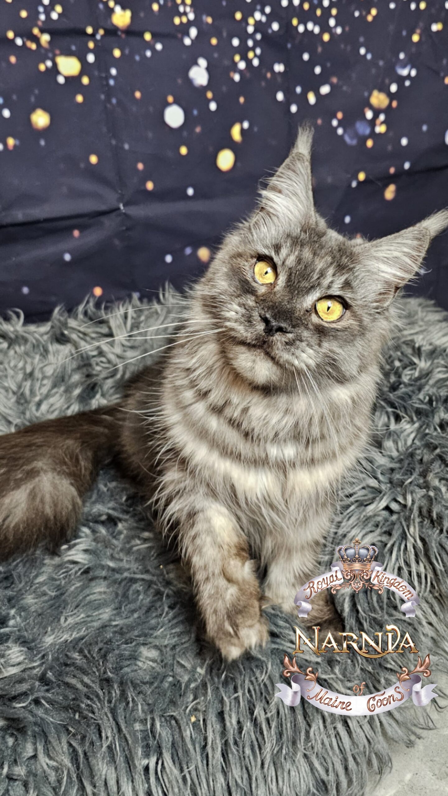 photocollage_202612023503310