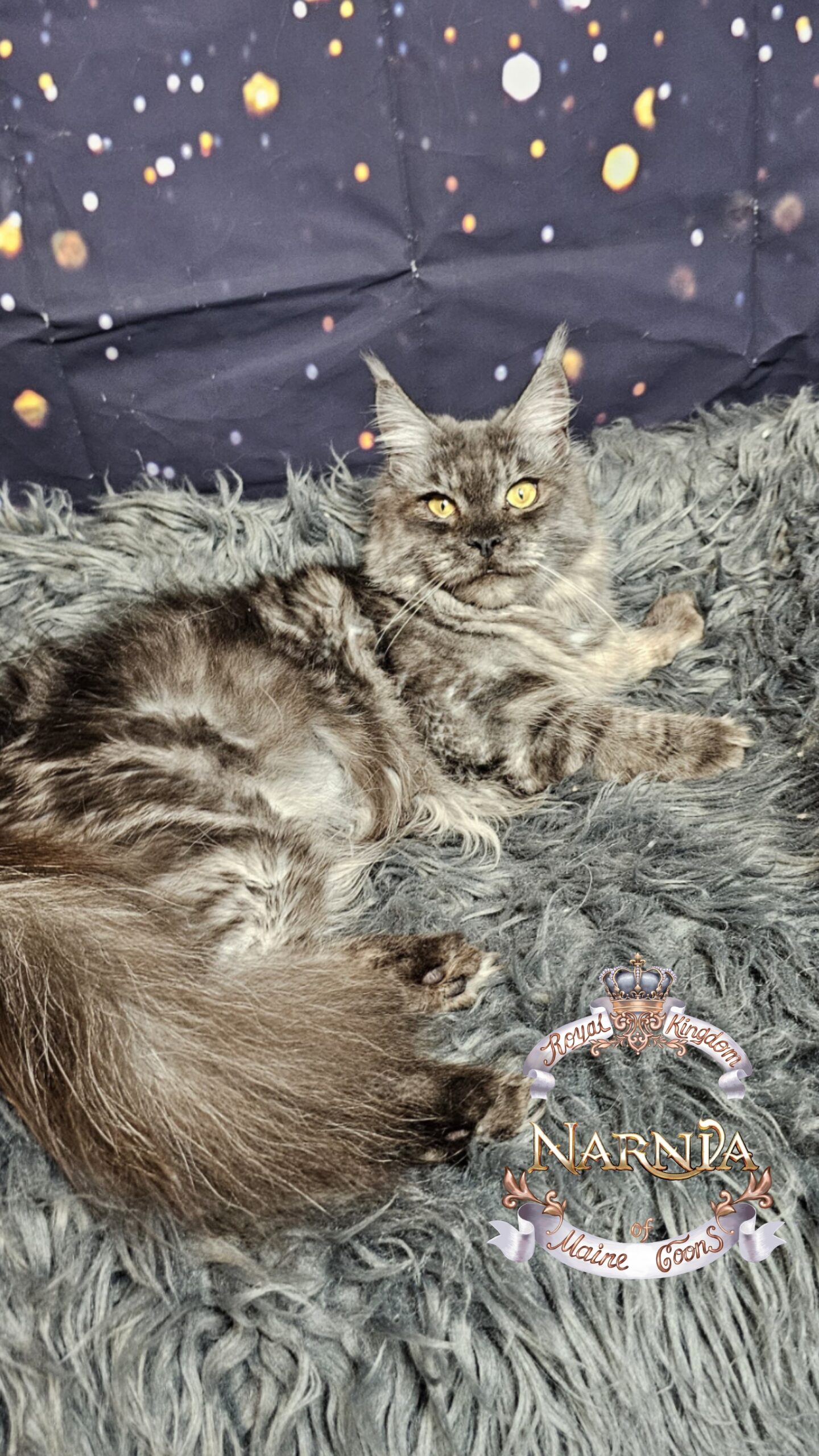 photocollage_2026120235258194