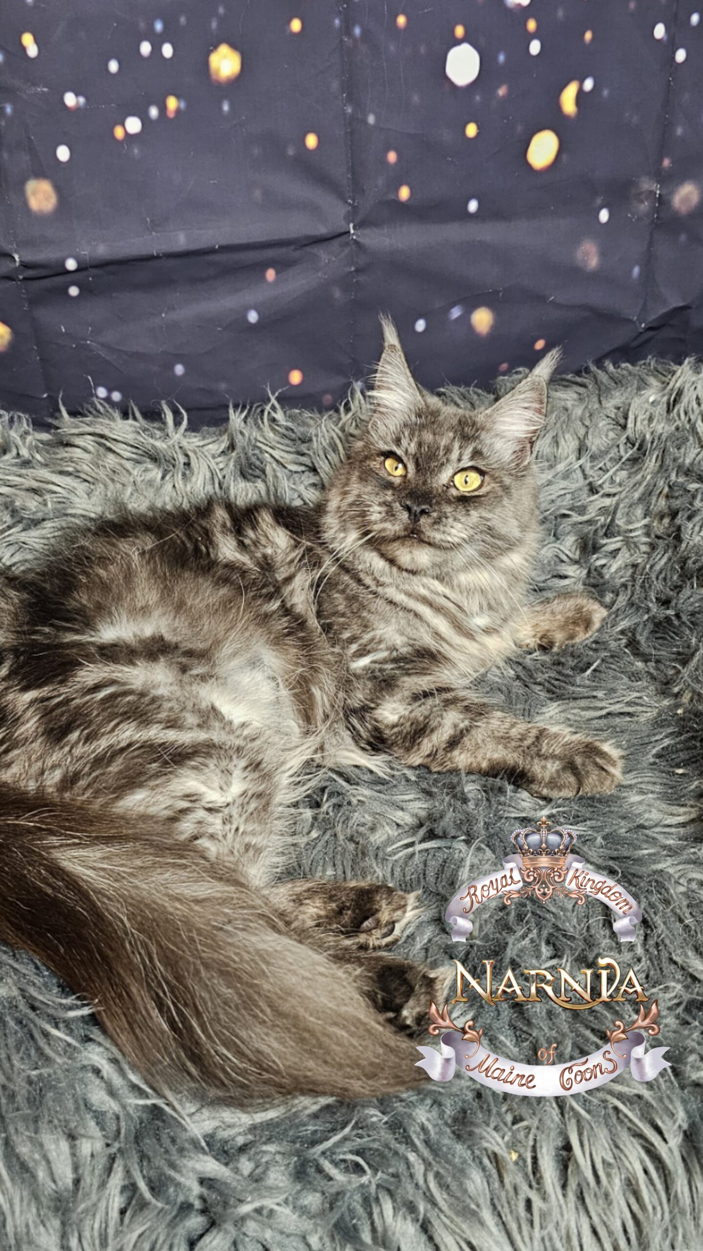 photocollage_2026120235520952