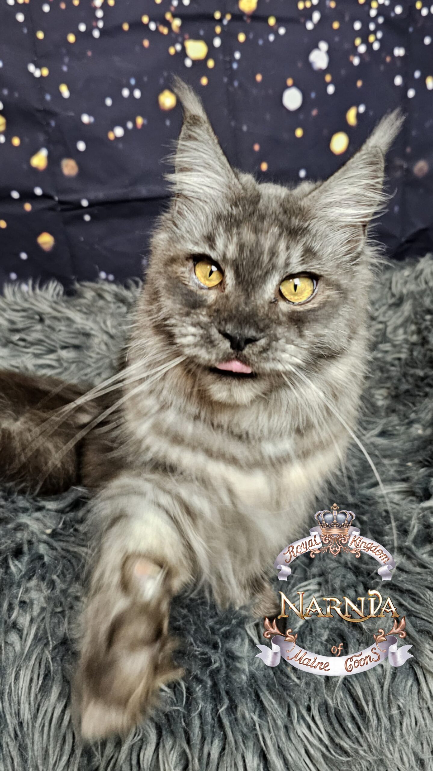 photocollage_2026120235538833