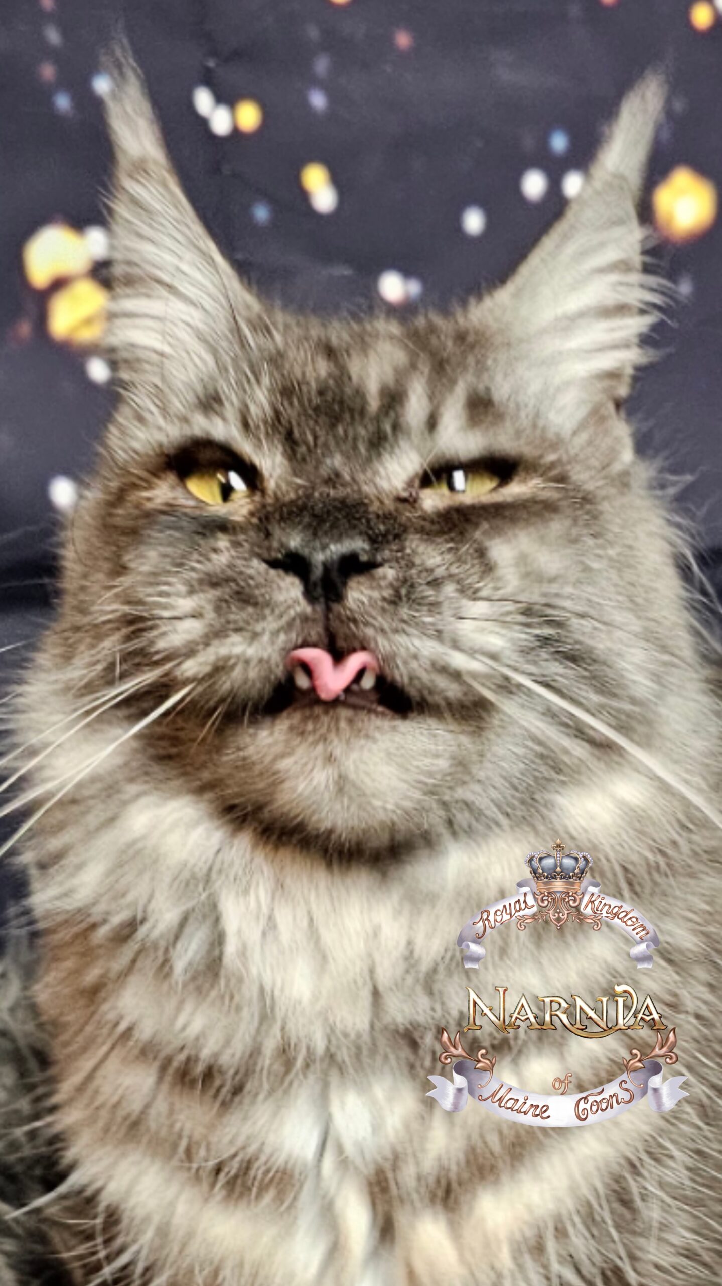 photocollage_202612023555126