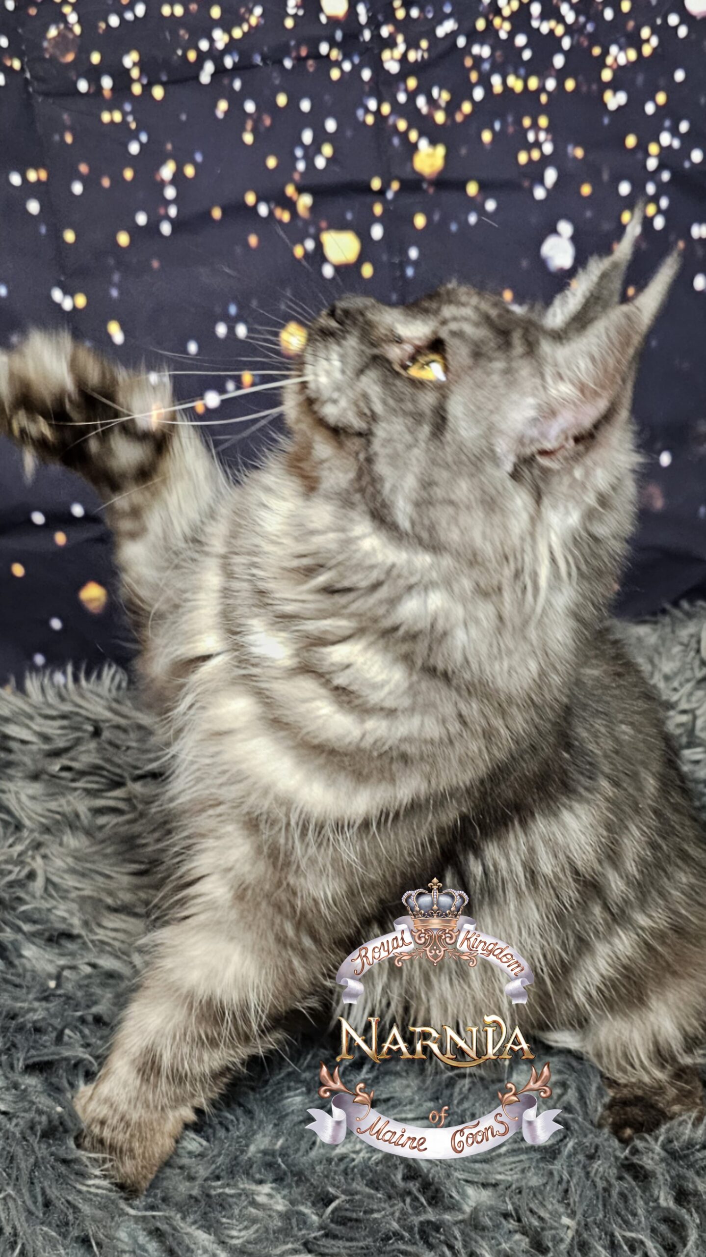 photocollage_2026120235553150