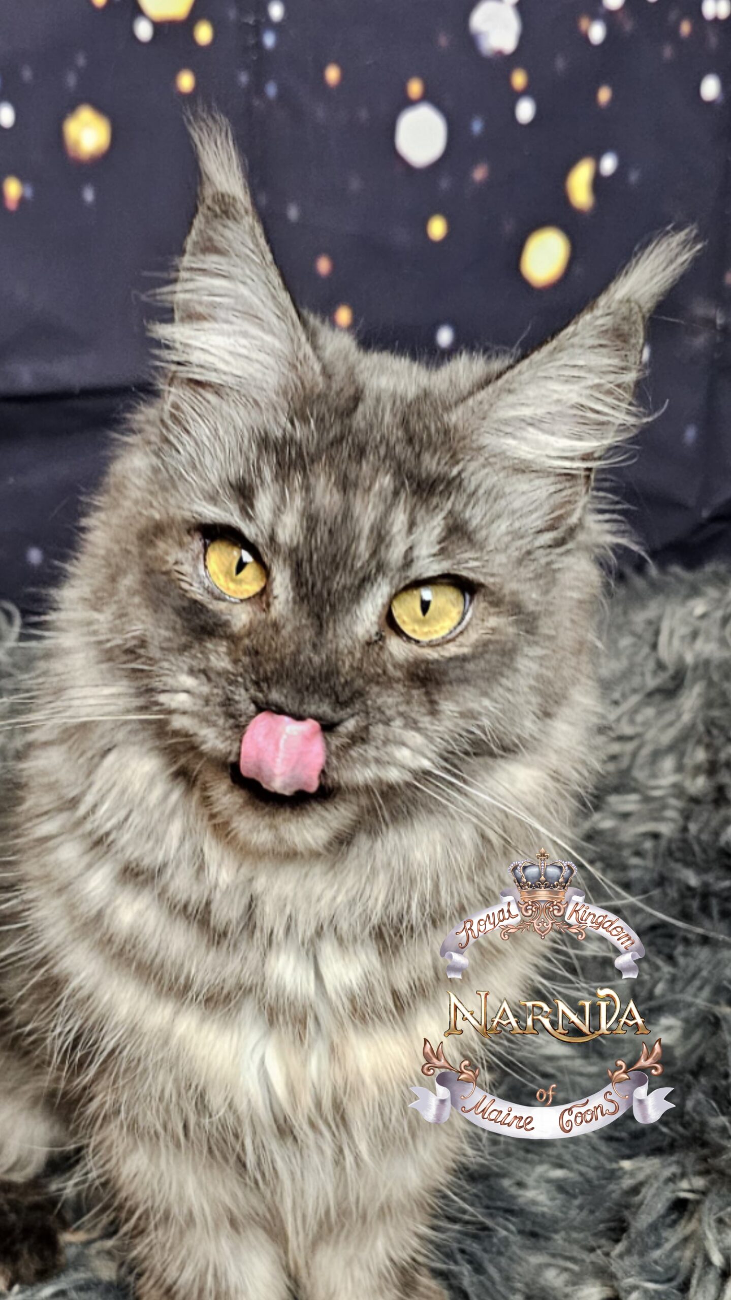 photocollage_2026120235626161