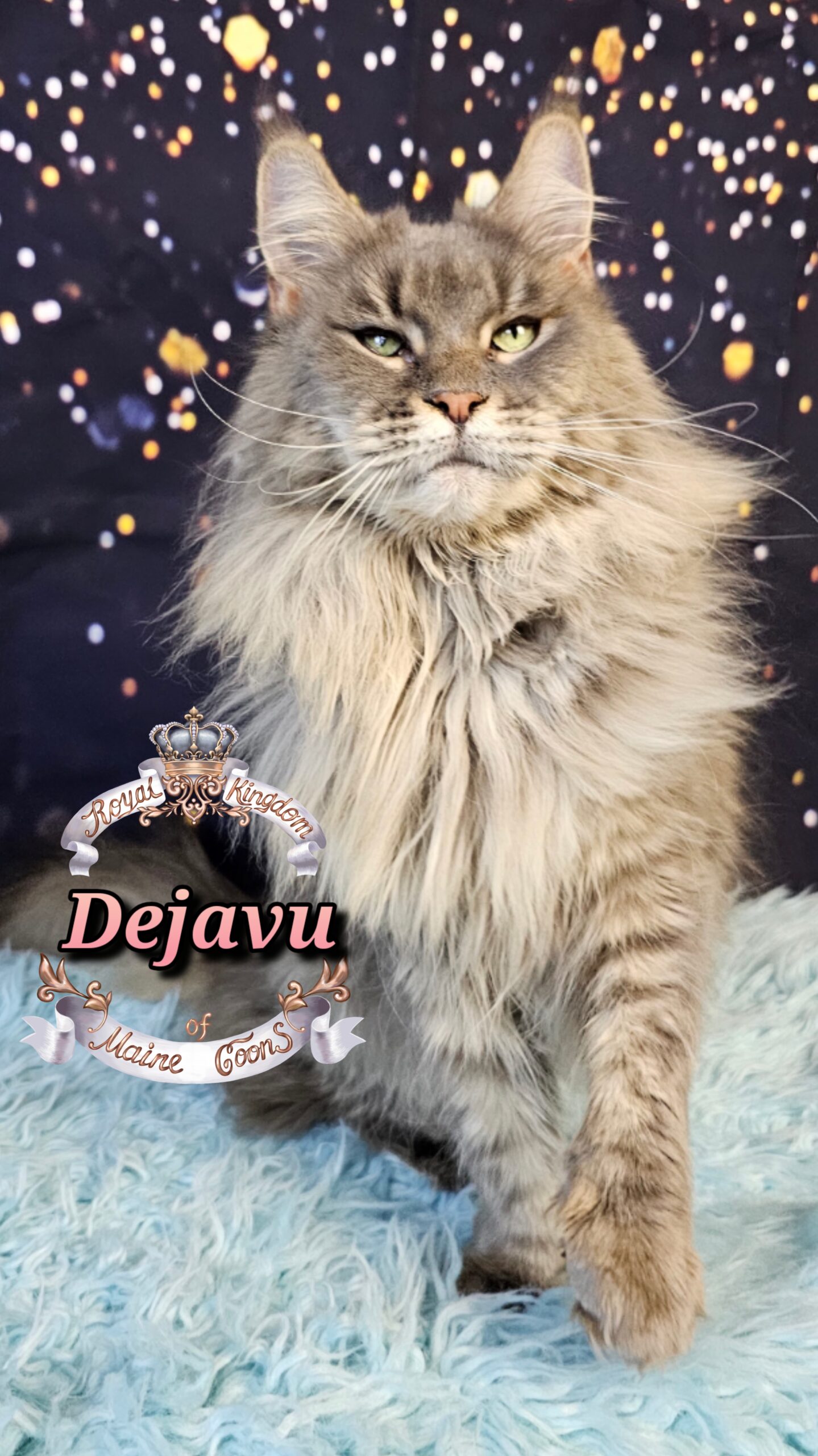 photocollage_20261213256641