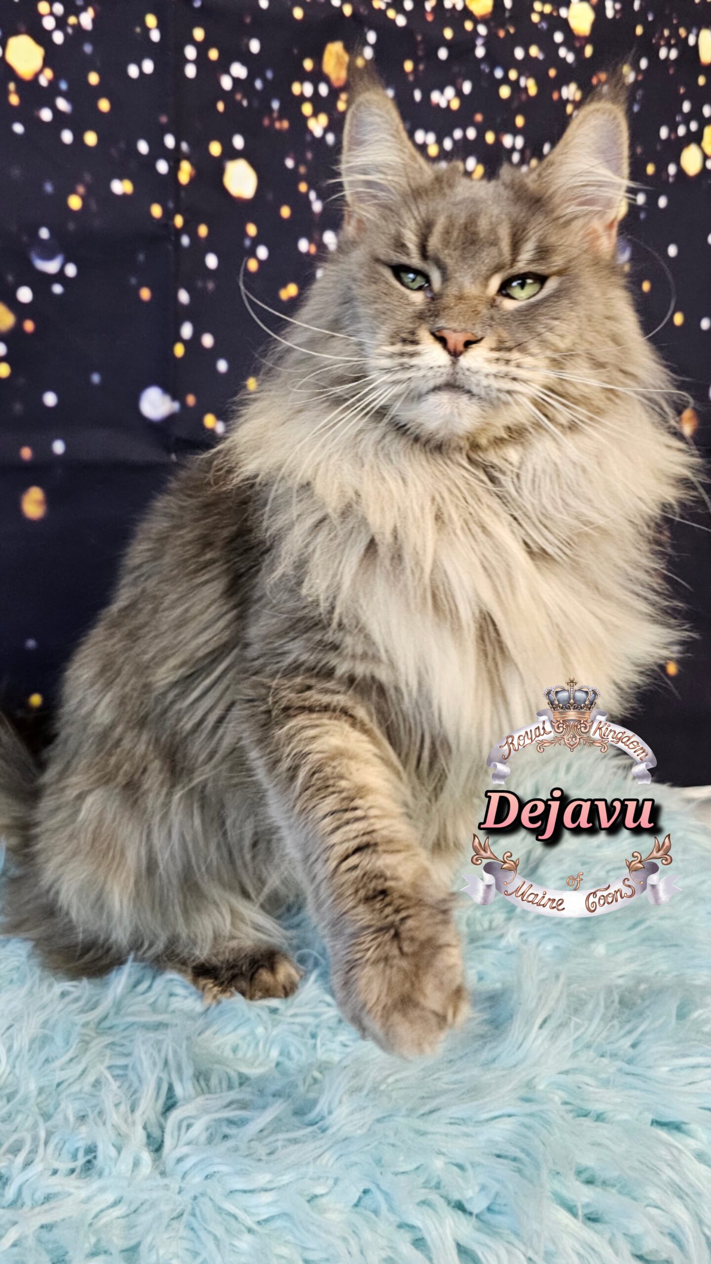 photocollage_20261213326376