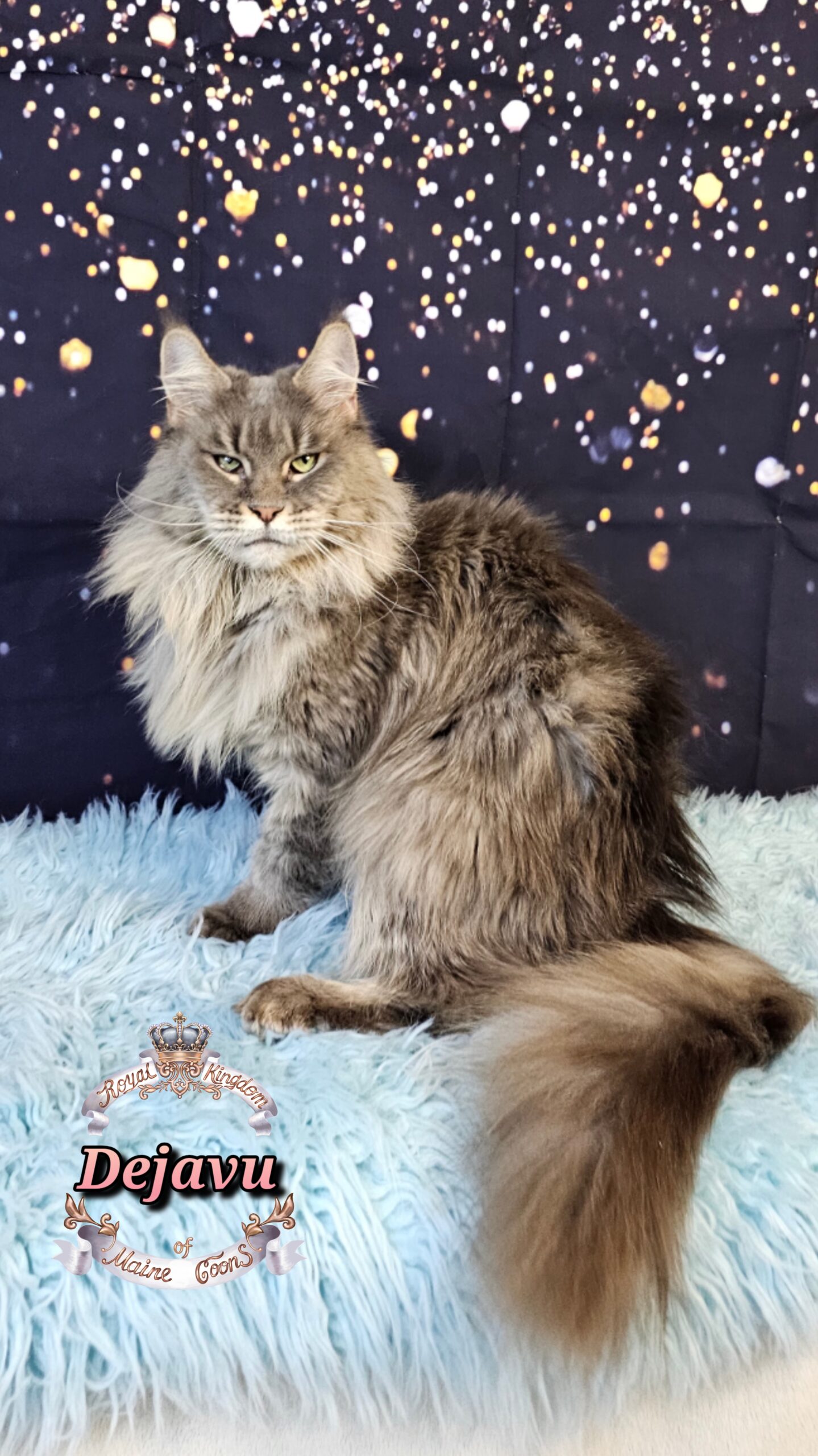 photocollage_20261213349447