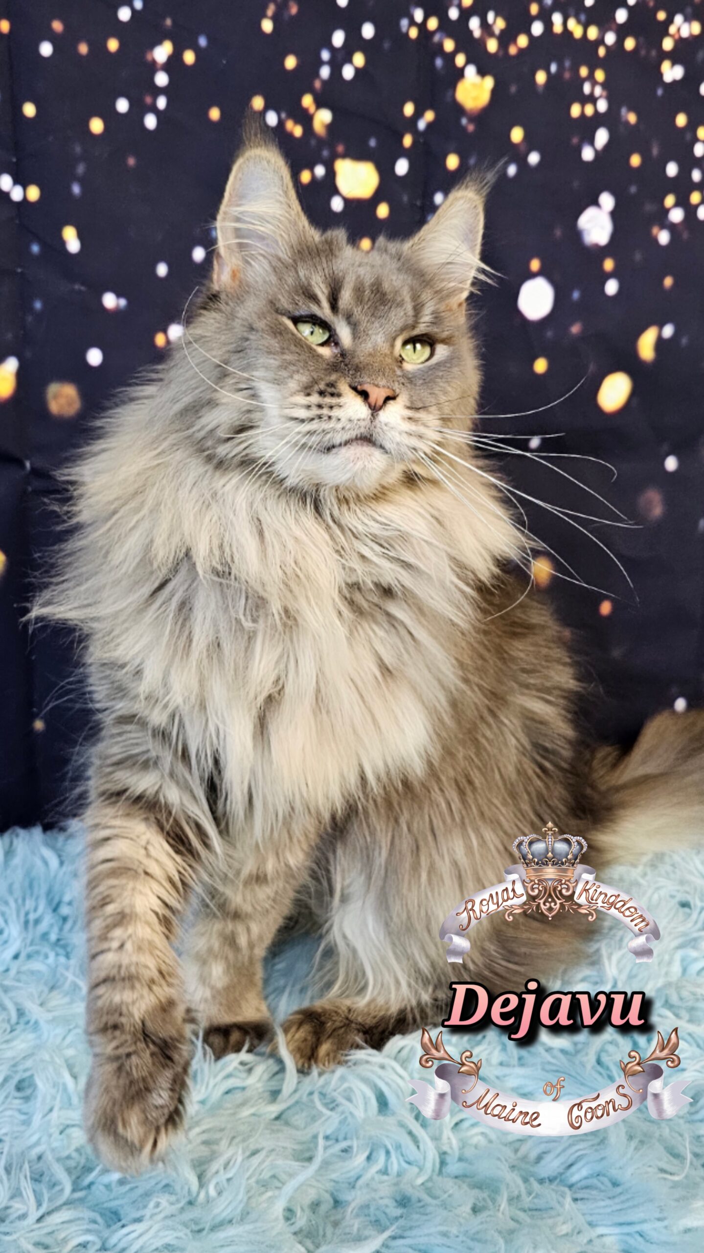 photocollage_20261213439584