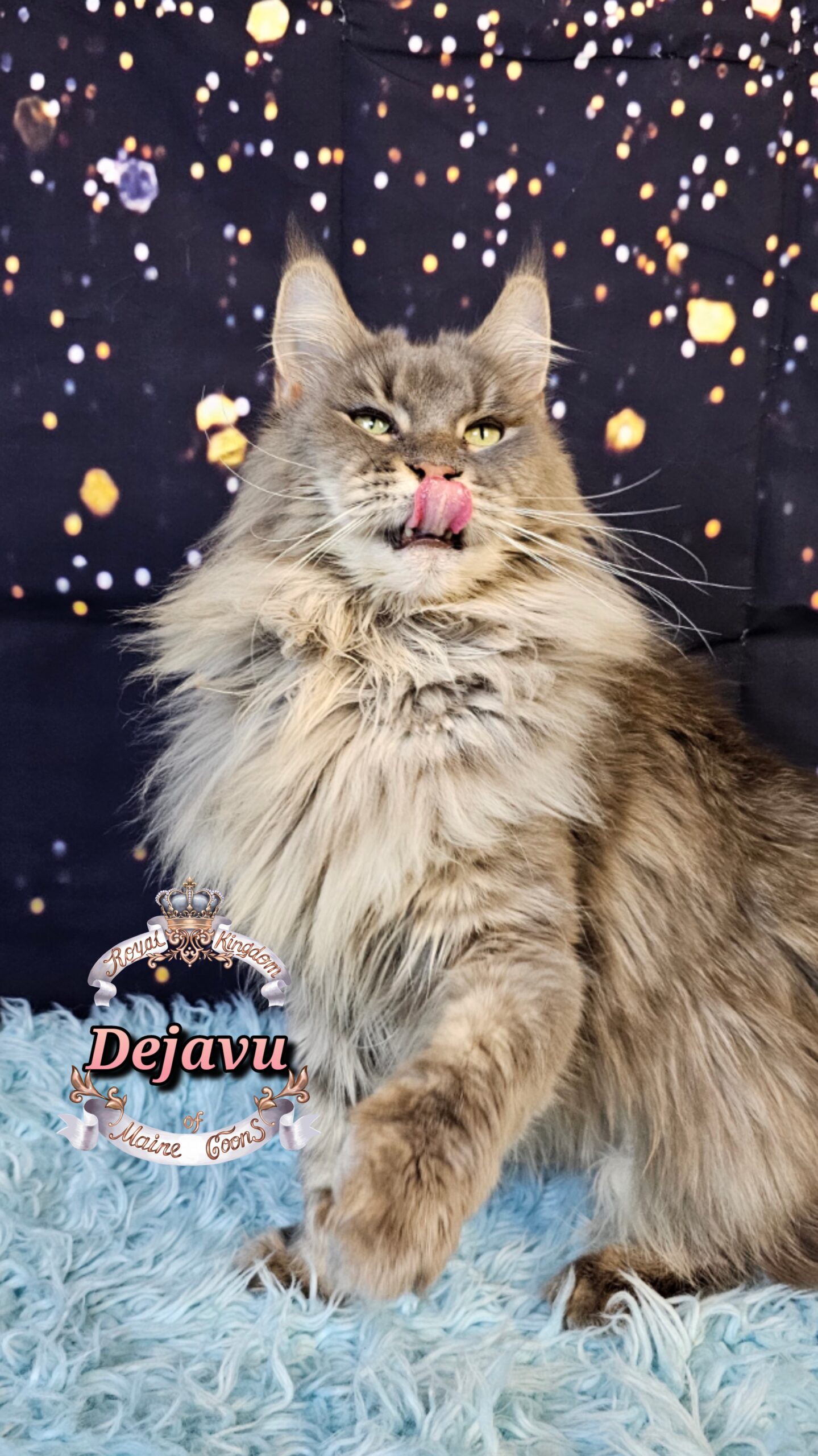 photocollage_20261213637373