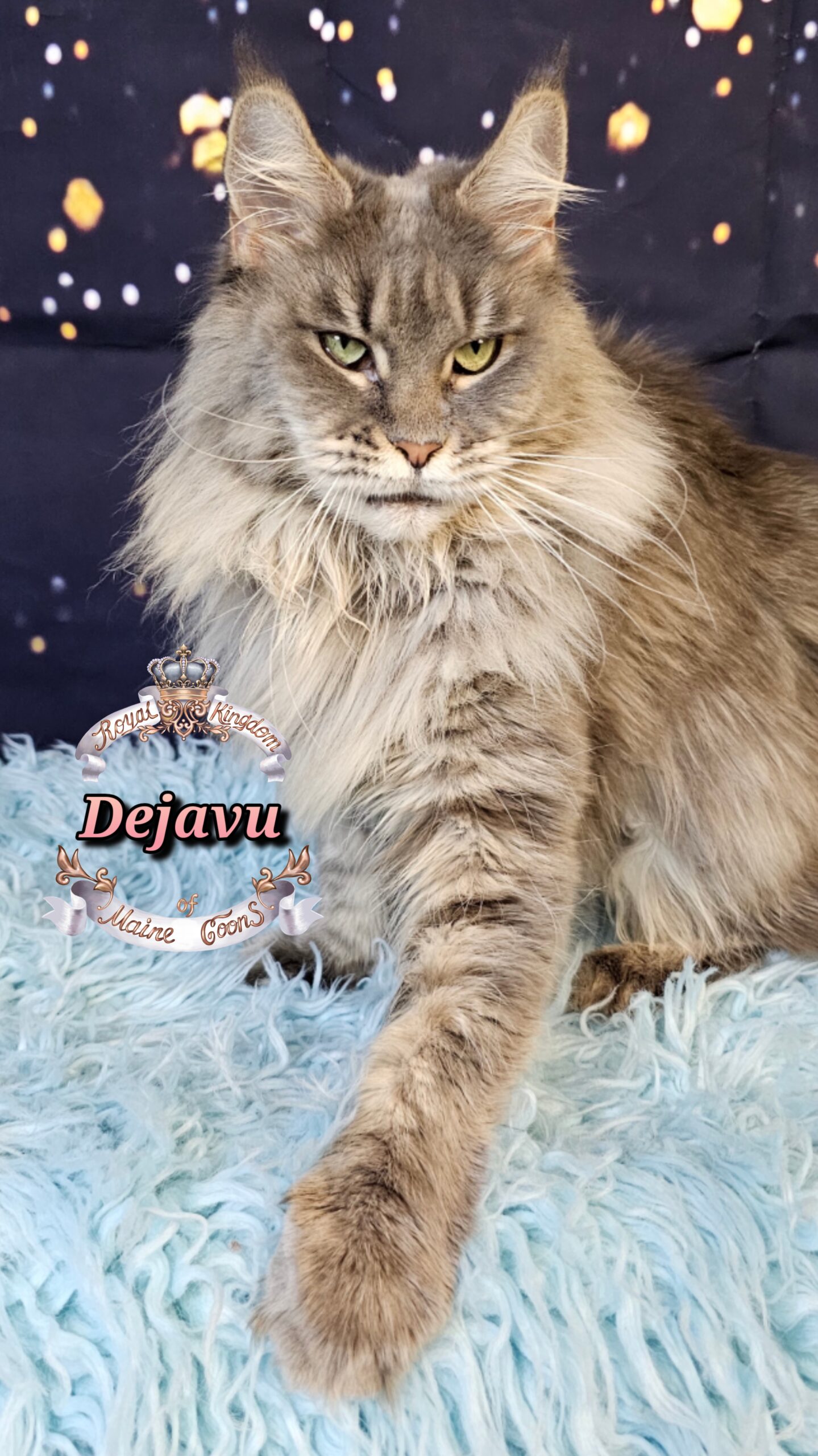 photocollage_2026121365851