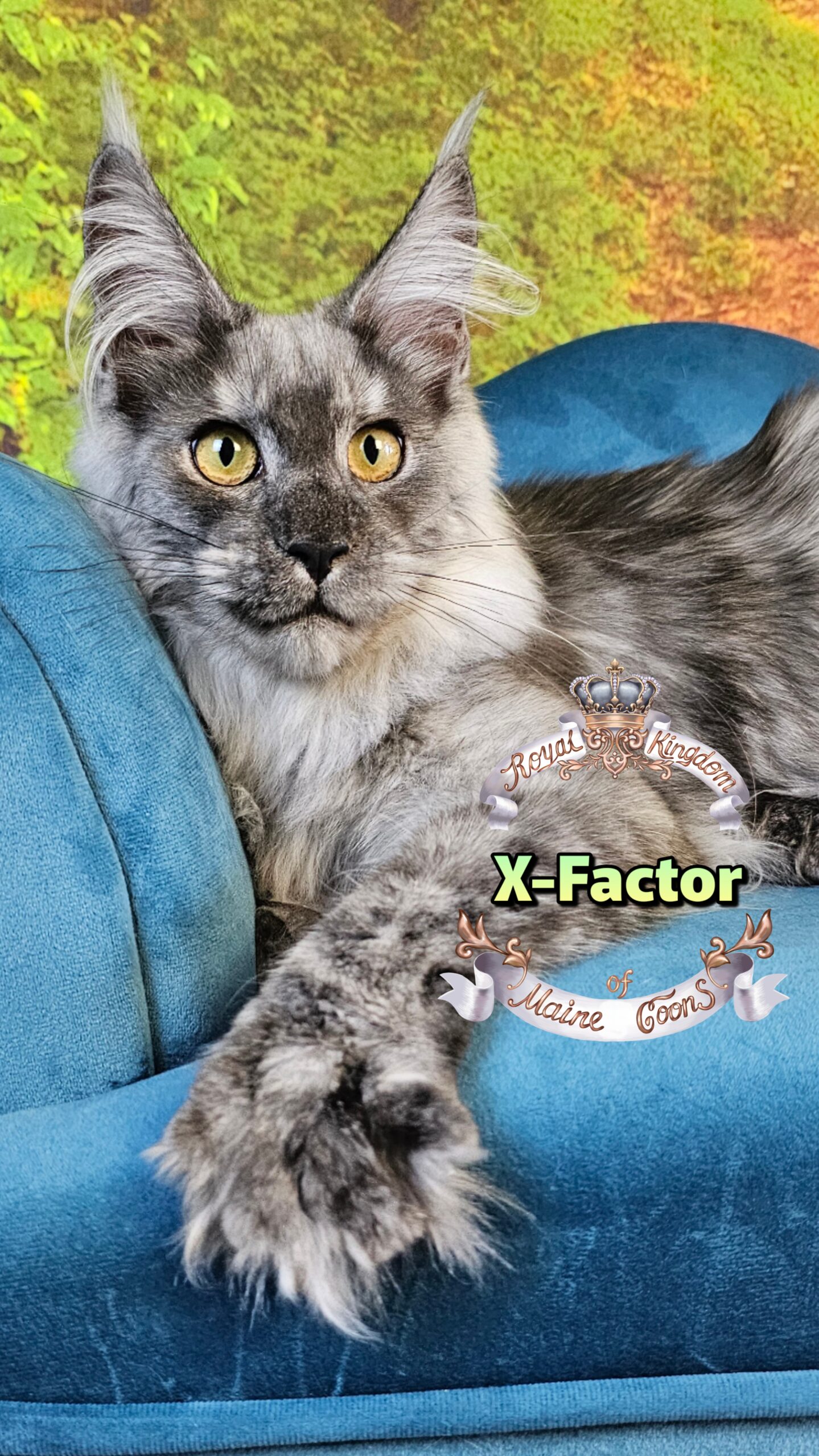 photocollage_202510241685897