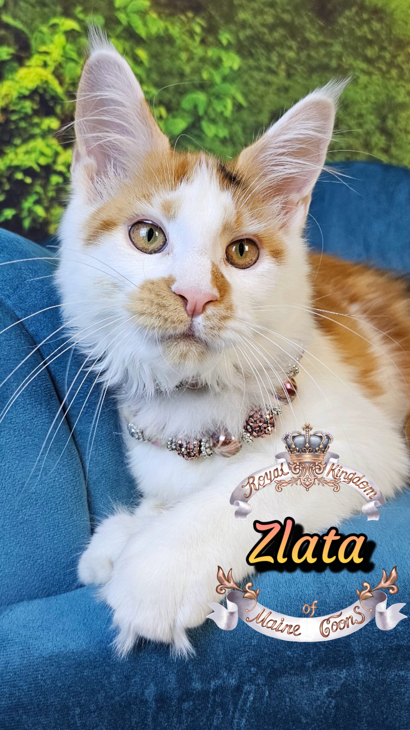 photocollage_202510611430606