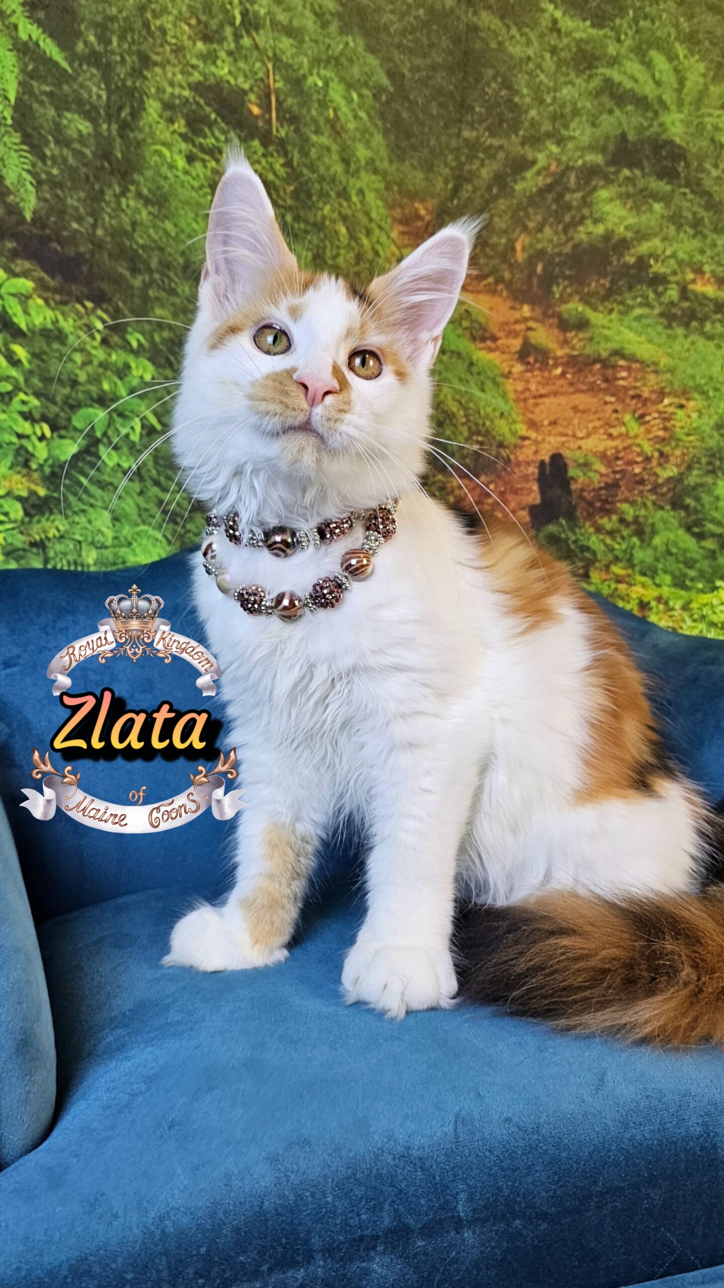 photocollage_2025106114349777