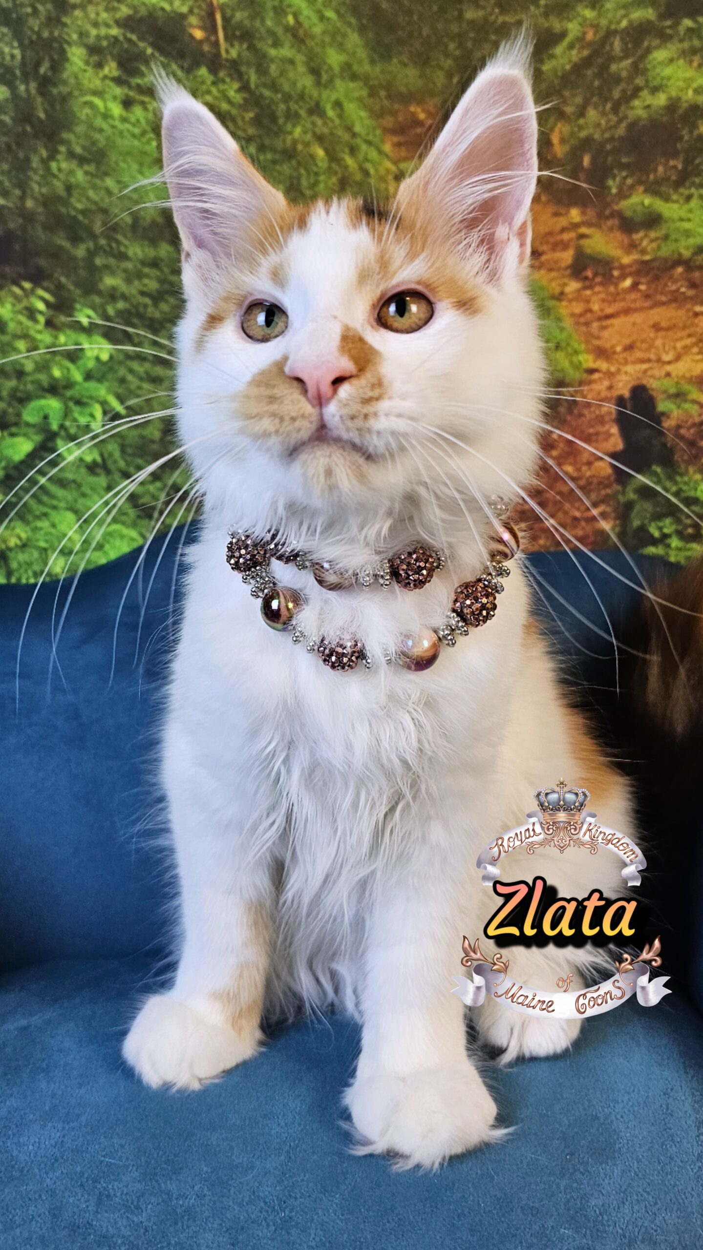 photocollage_2025106114526770