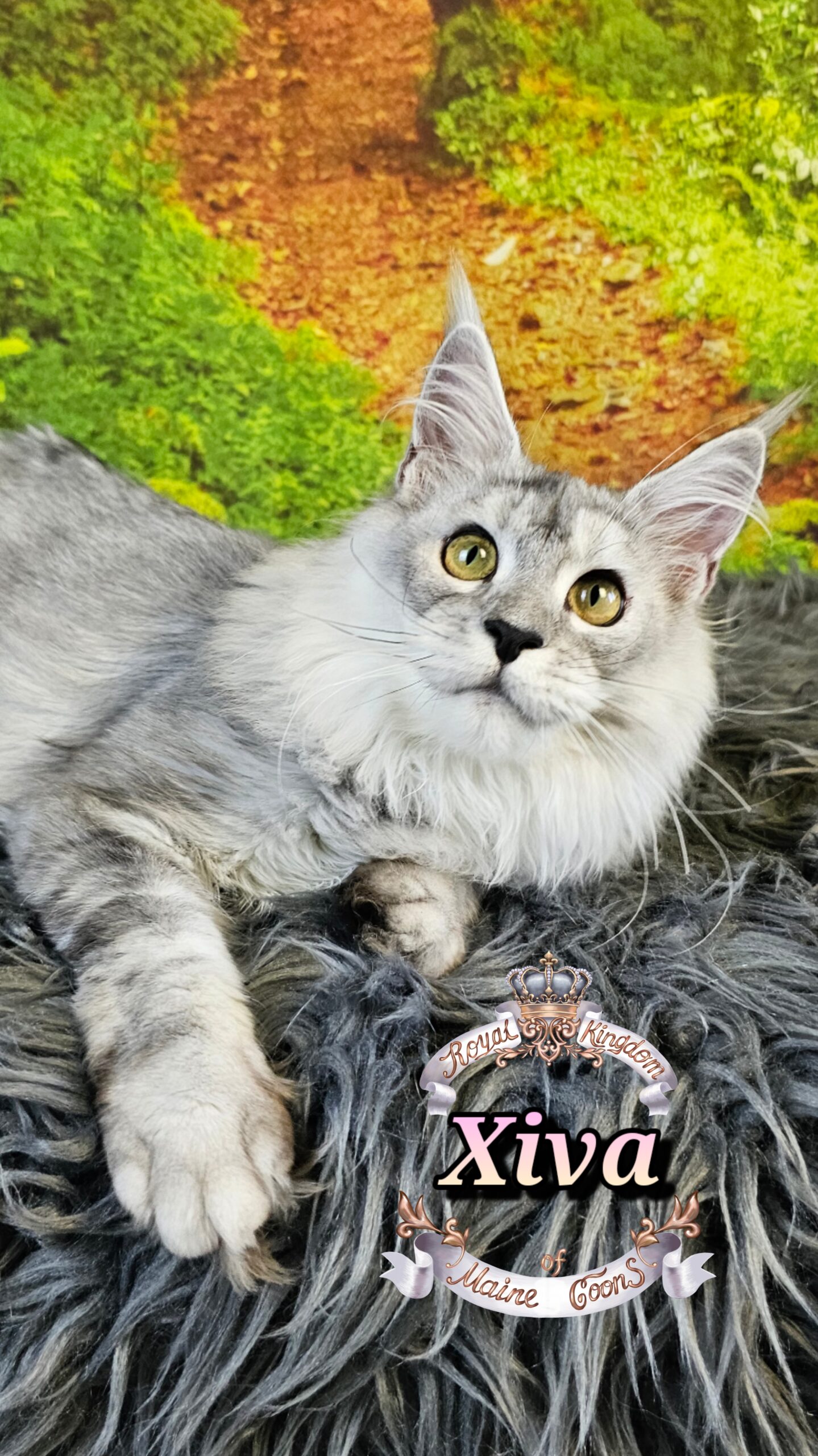 photocollage_2025115185035978