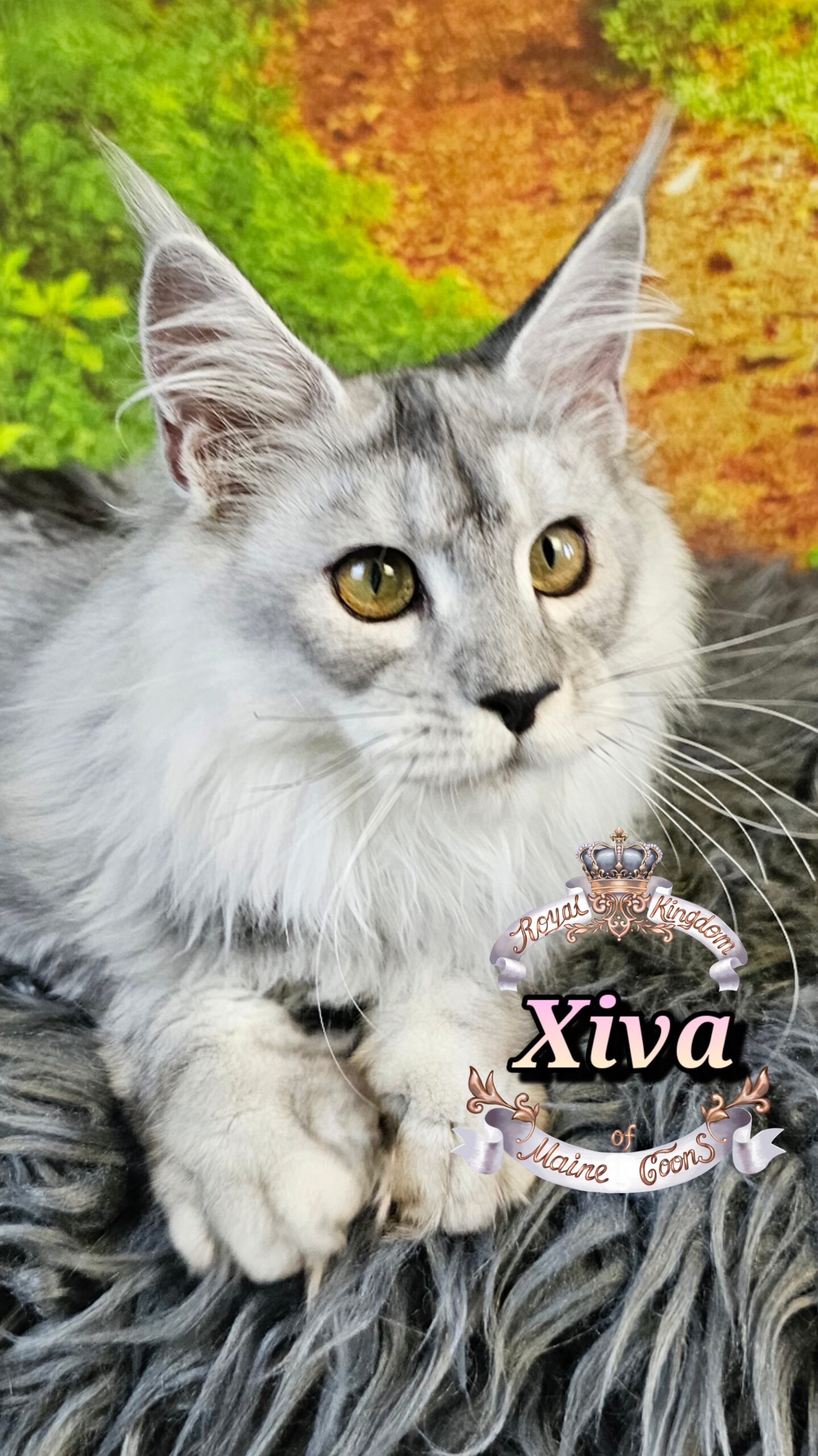 photocollage_2025115185125874