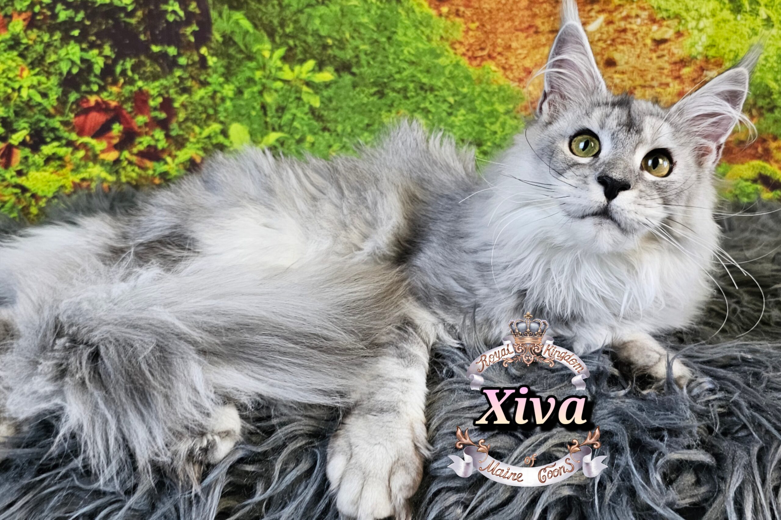 photocollage_2025115185317867