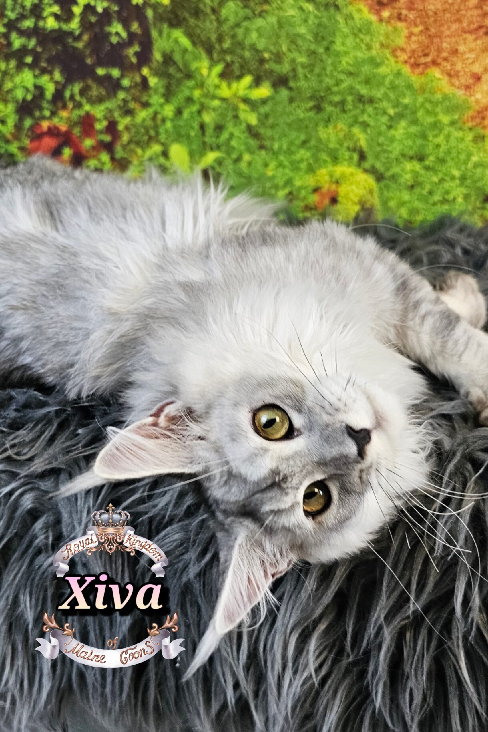 photocollage_2025115185355607